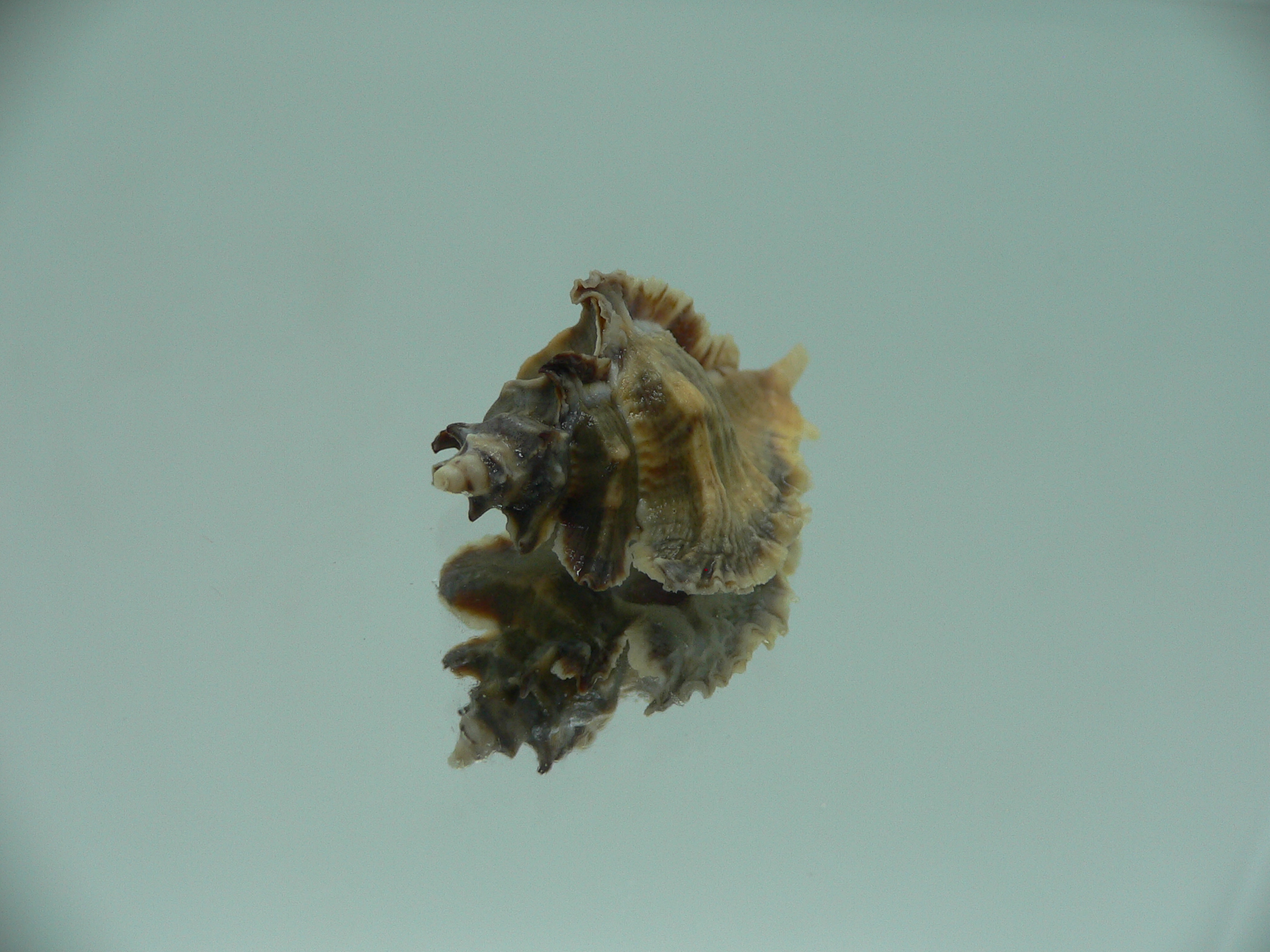 Pterochelus akation BIG ENDEMIC & DARK