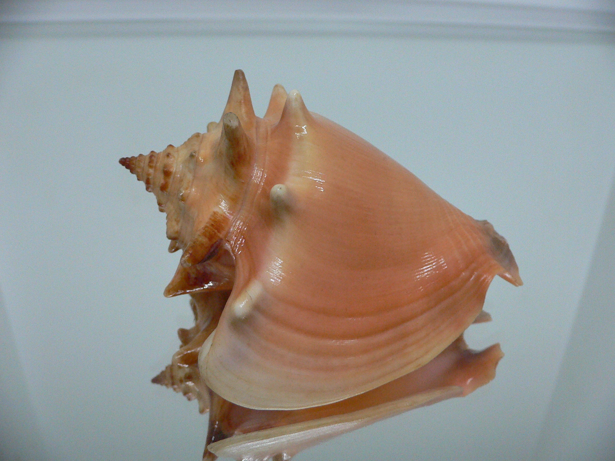 Strombus pugilis worki (var.)