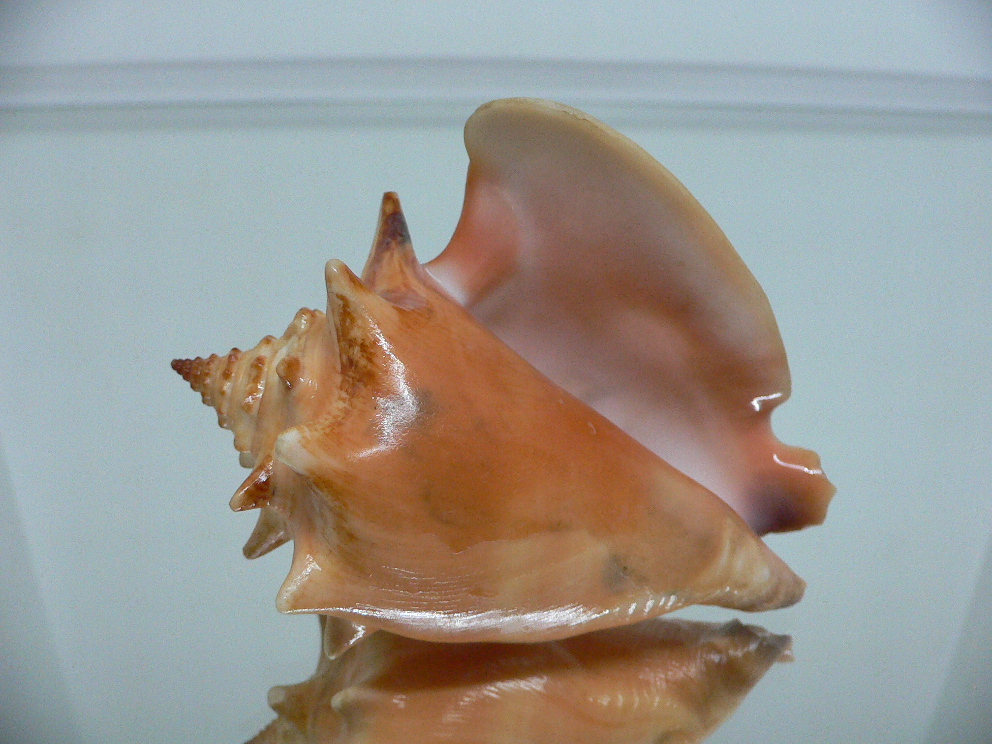 Strombus pugilis worki (var.)