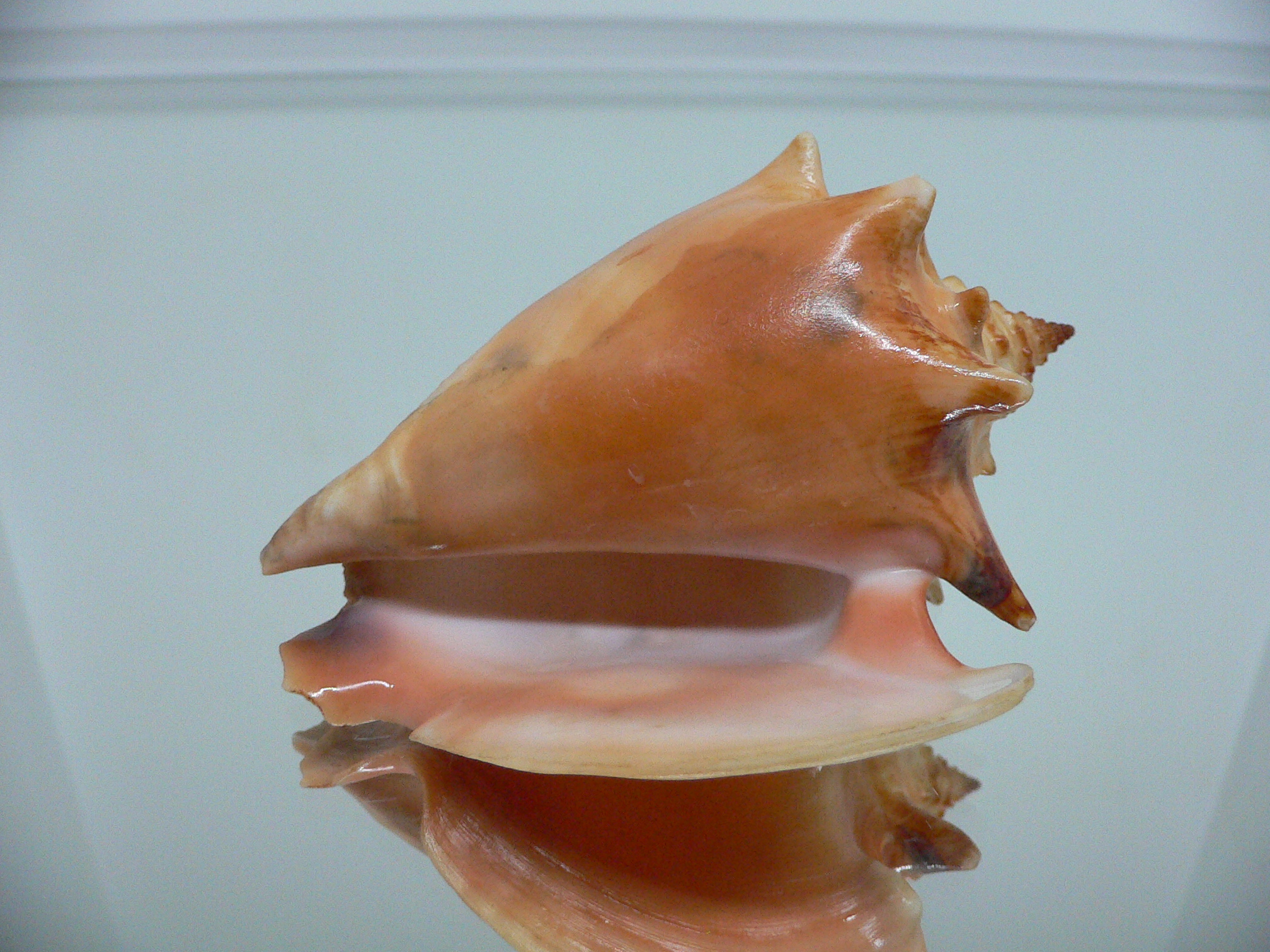 Strombus pugilis worki (var.)