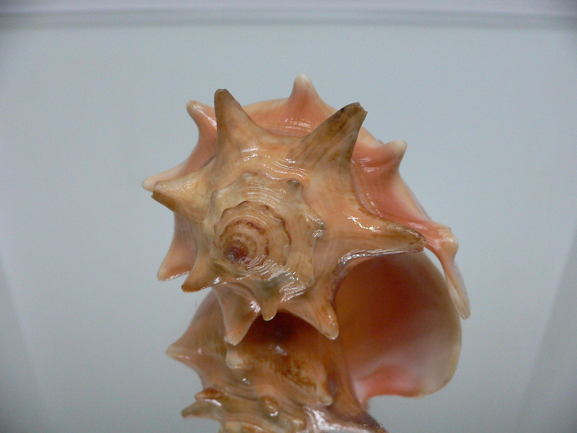 Strombus pugilis worki (var.)