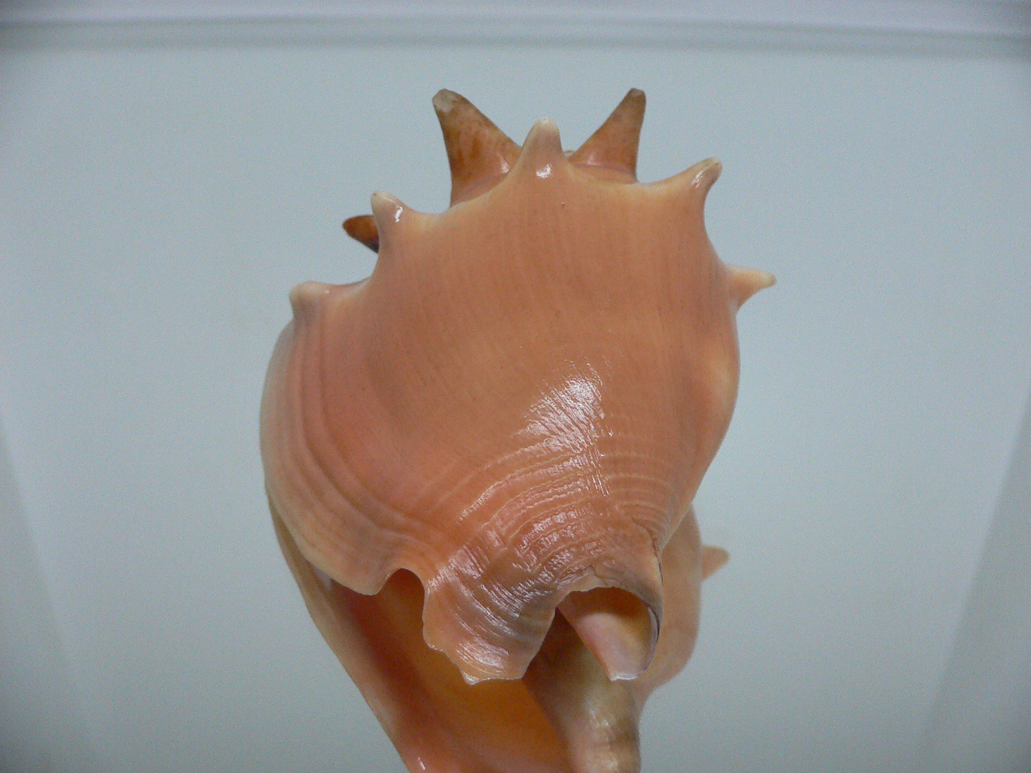 Strombus pugilis worki (var.)