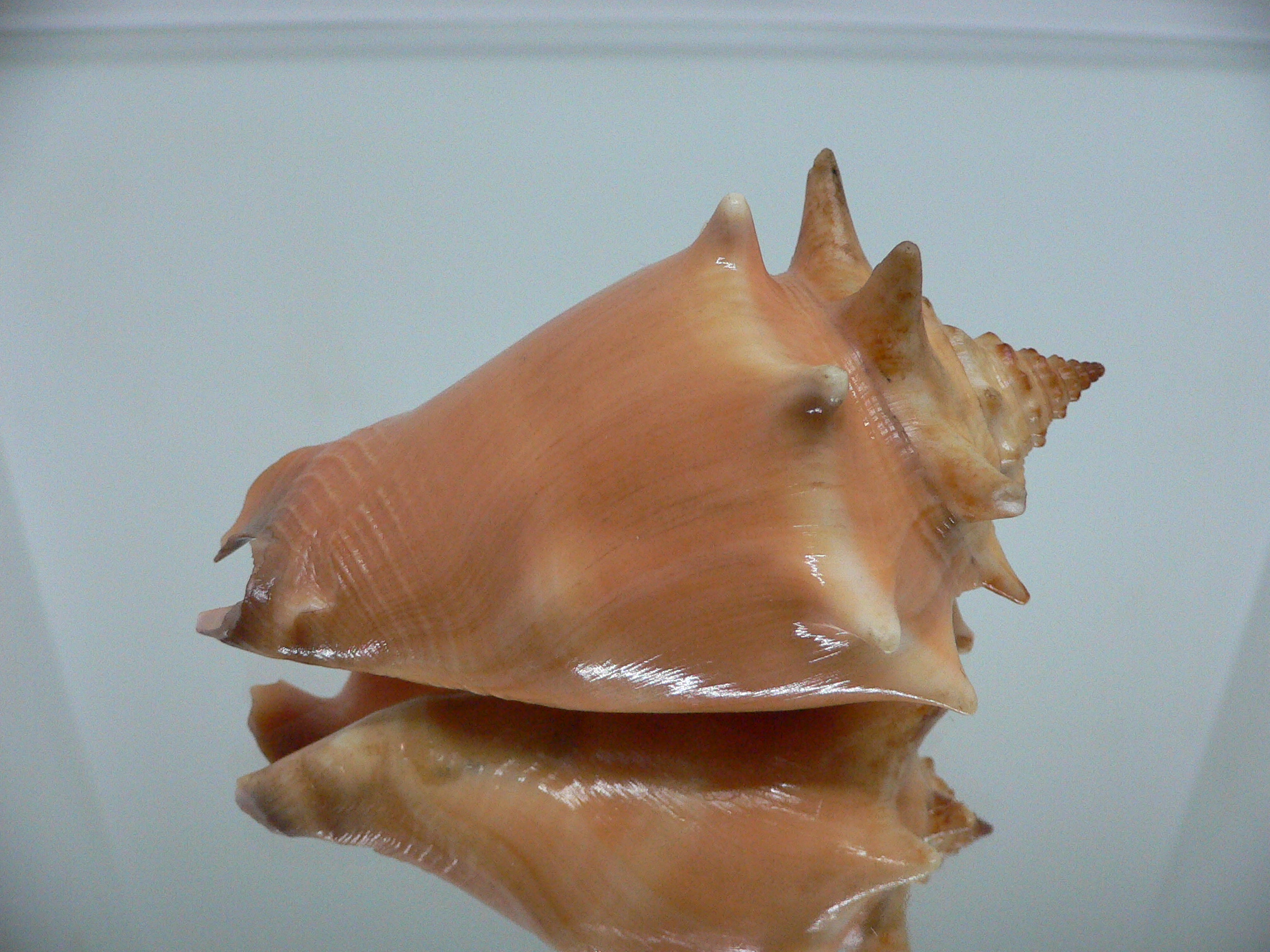 Strombus pugilis worki (var.)