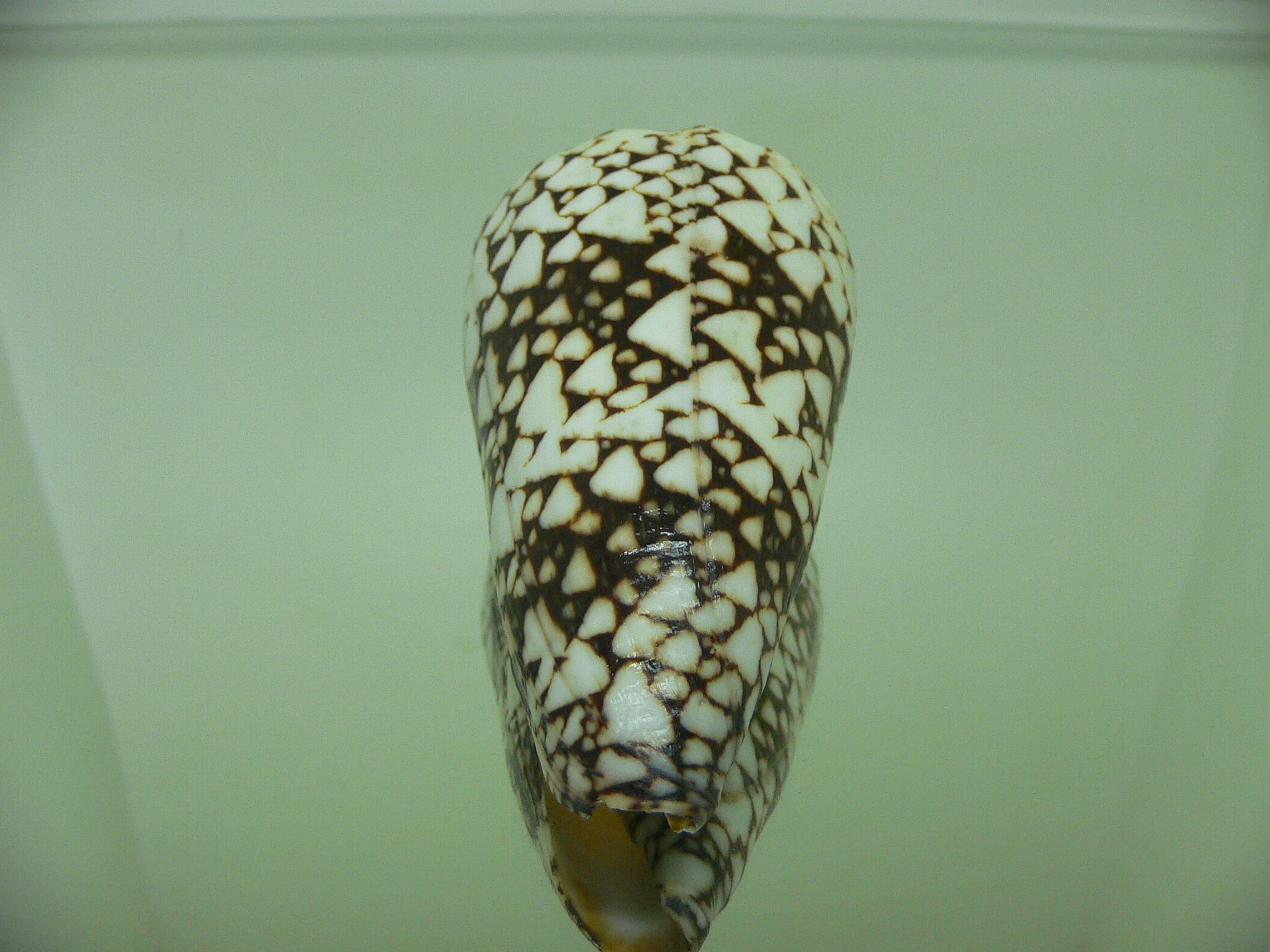 Conus bandanus