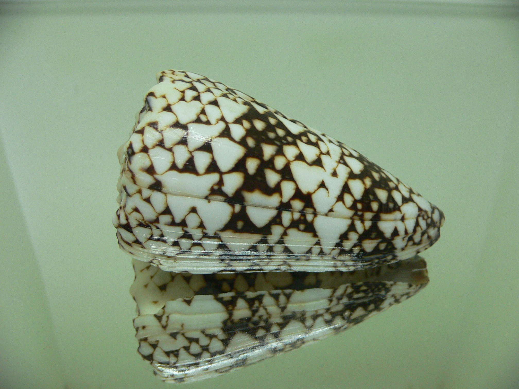 Conus bandanus