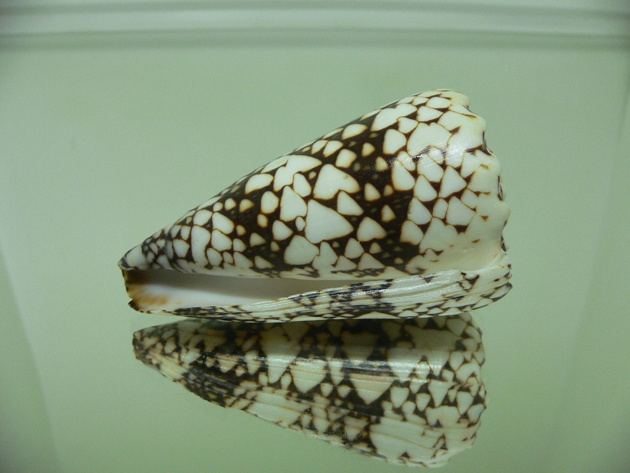 Conus bandanus