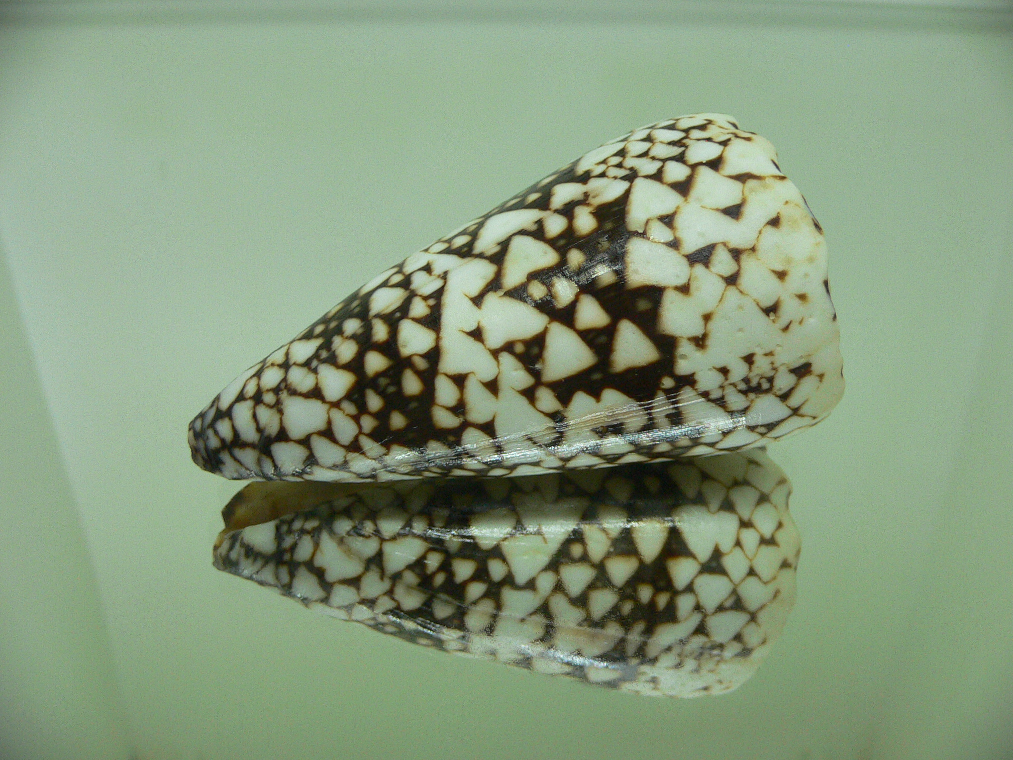 Conus bandanus