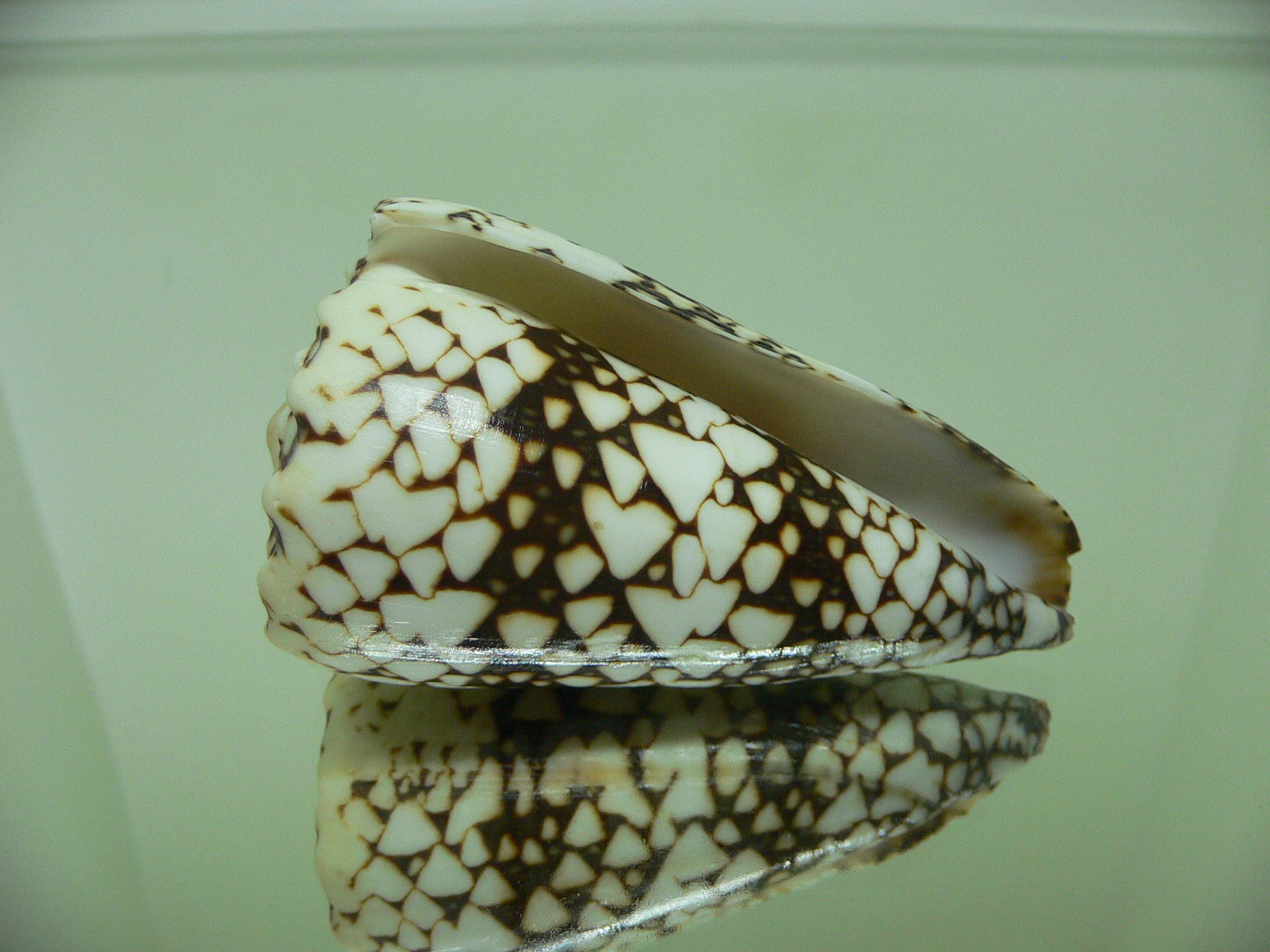 Conus bandanus