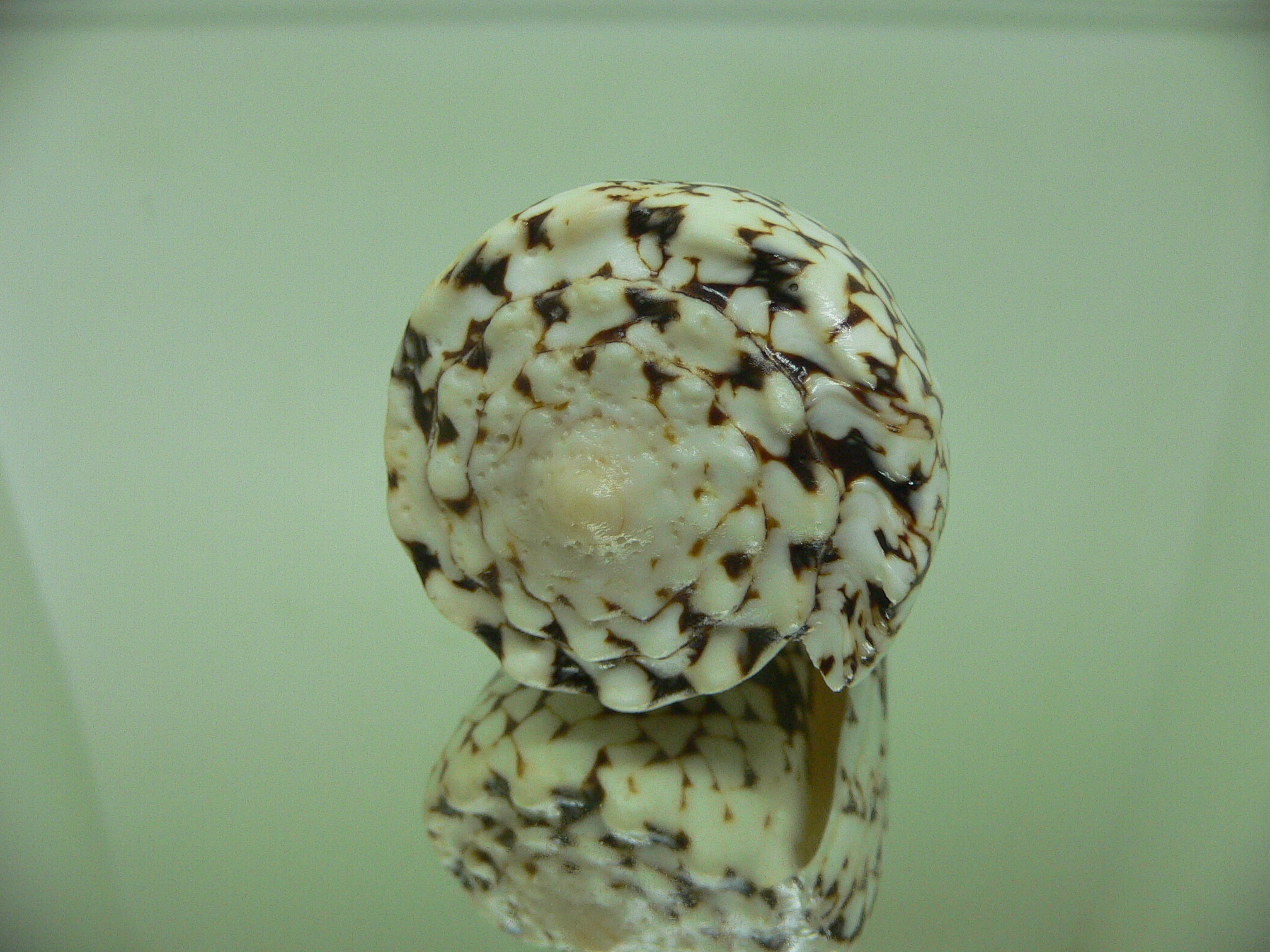 Conus bandanus