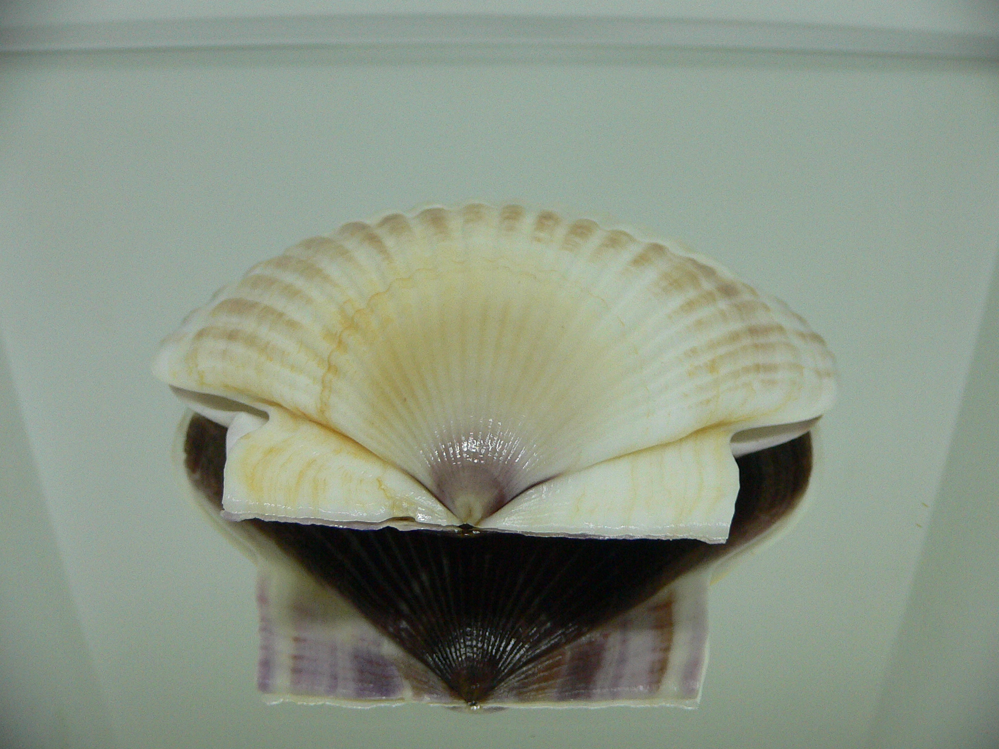 Patinopecten yessoensis STRIP