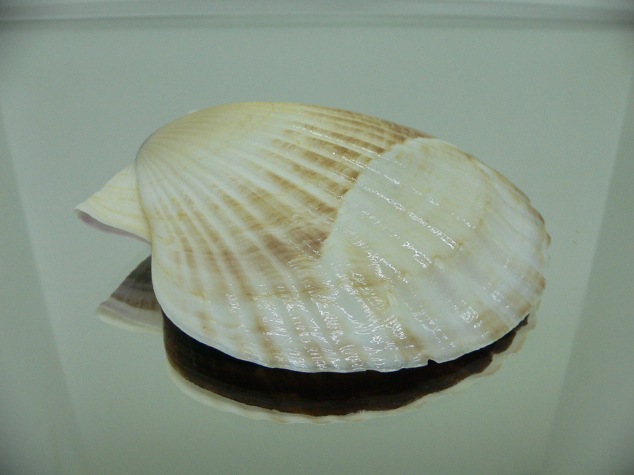 Patinopecten yessoensis STRIP