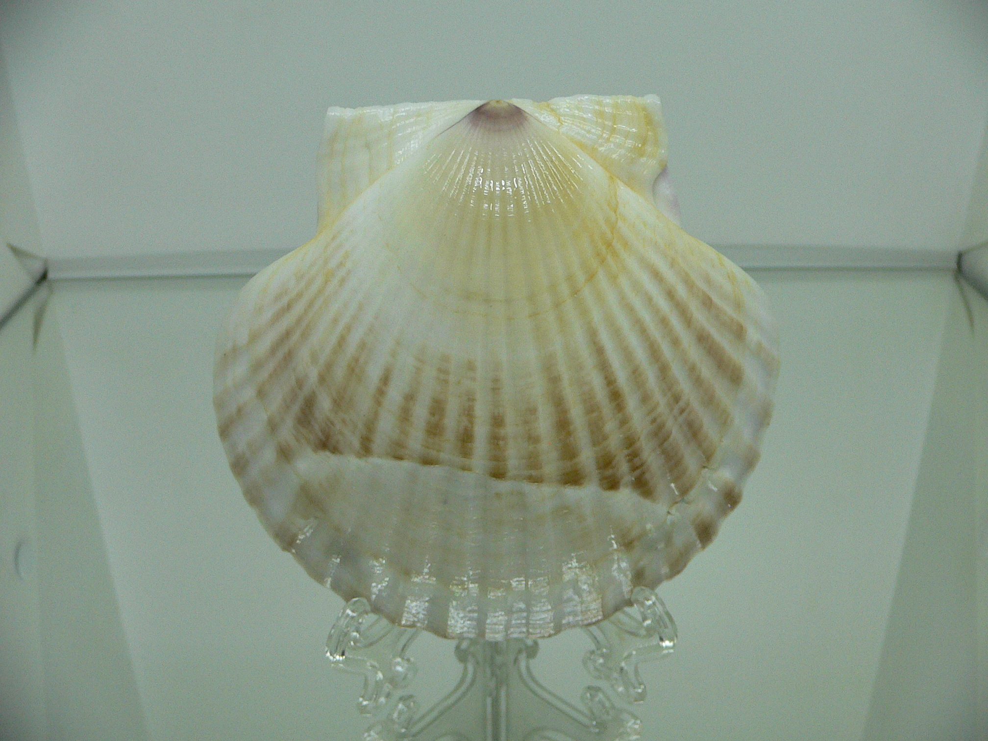 Patinopecten yessoensis STRIP