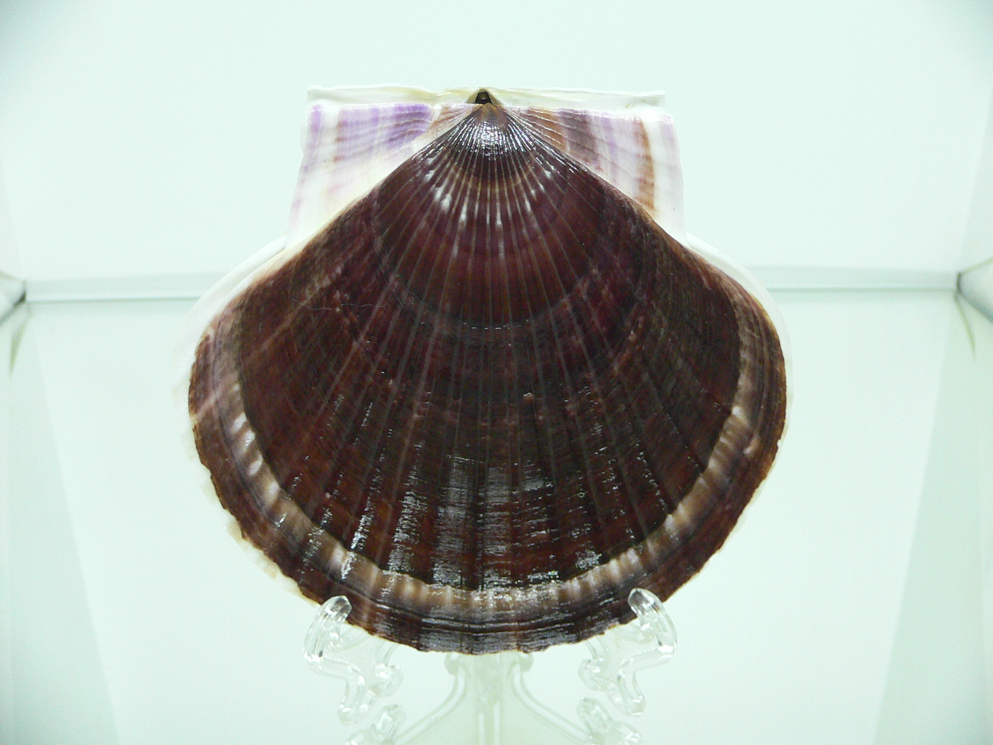 Patinopecten yessoensis STRIP