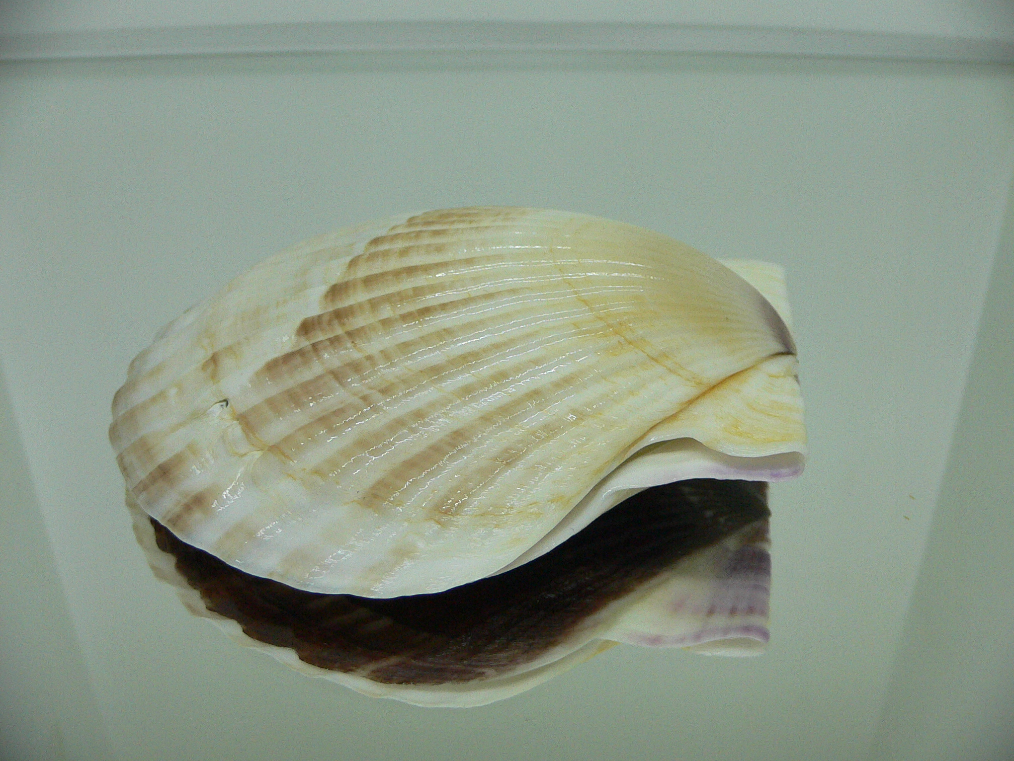 Patinopecten yessoensis STRIP
