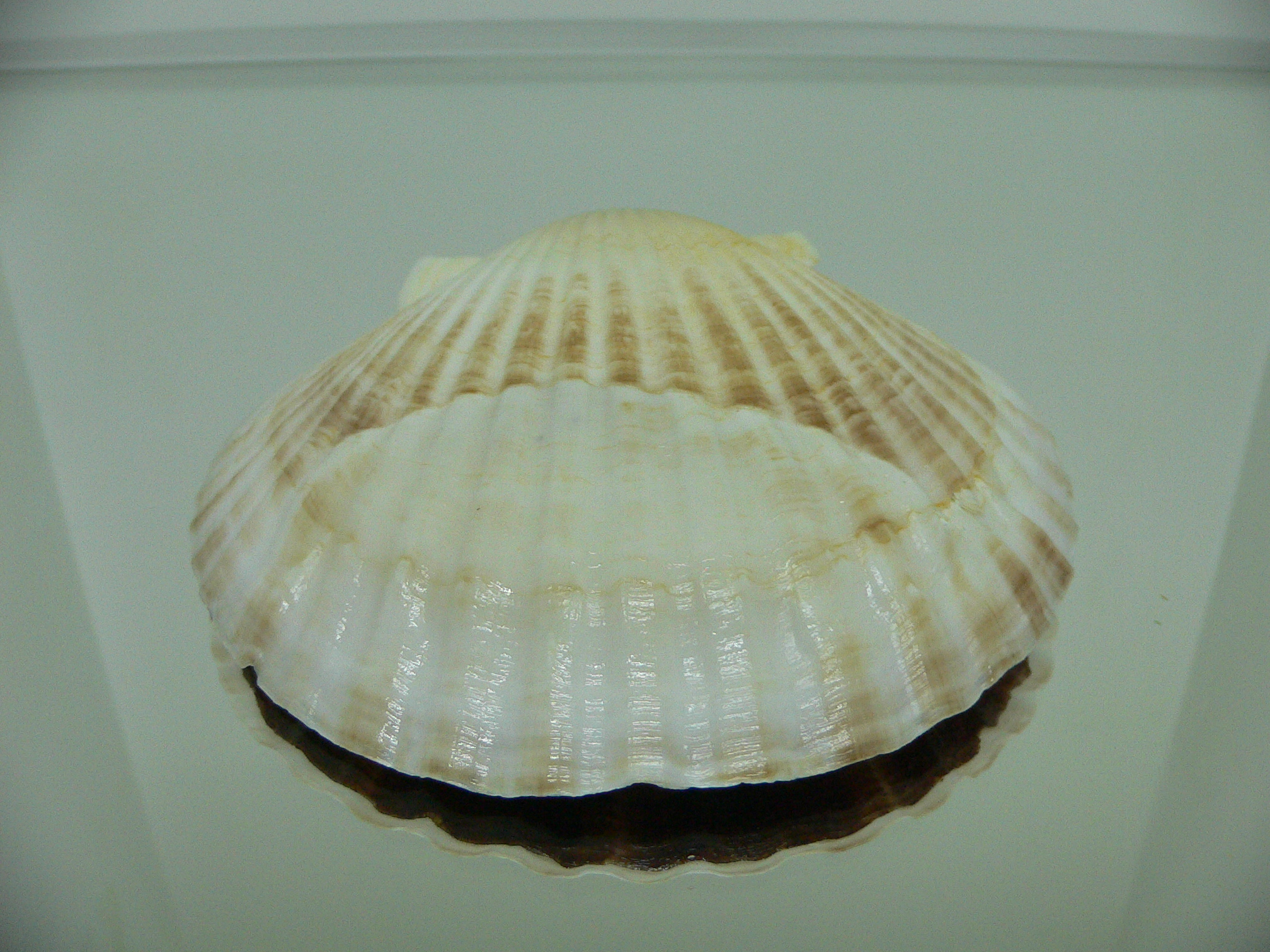 Patinopecten yessoensis STRIP