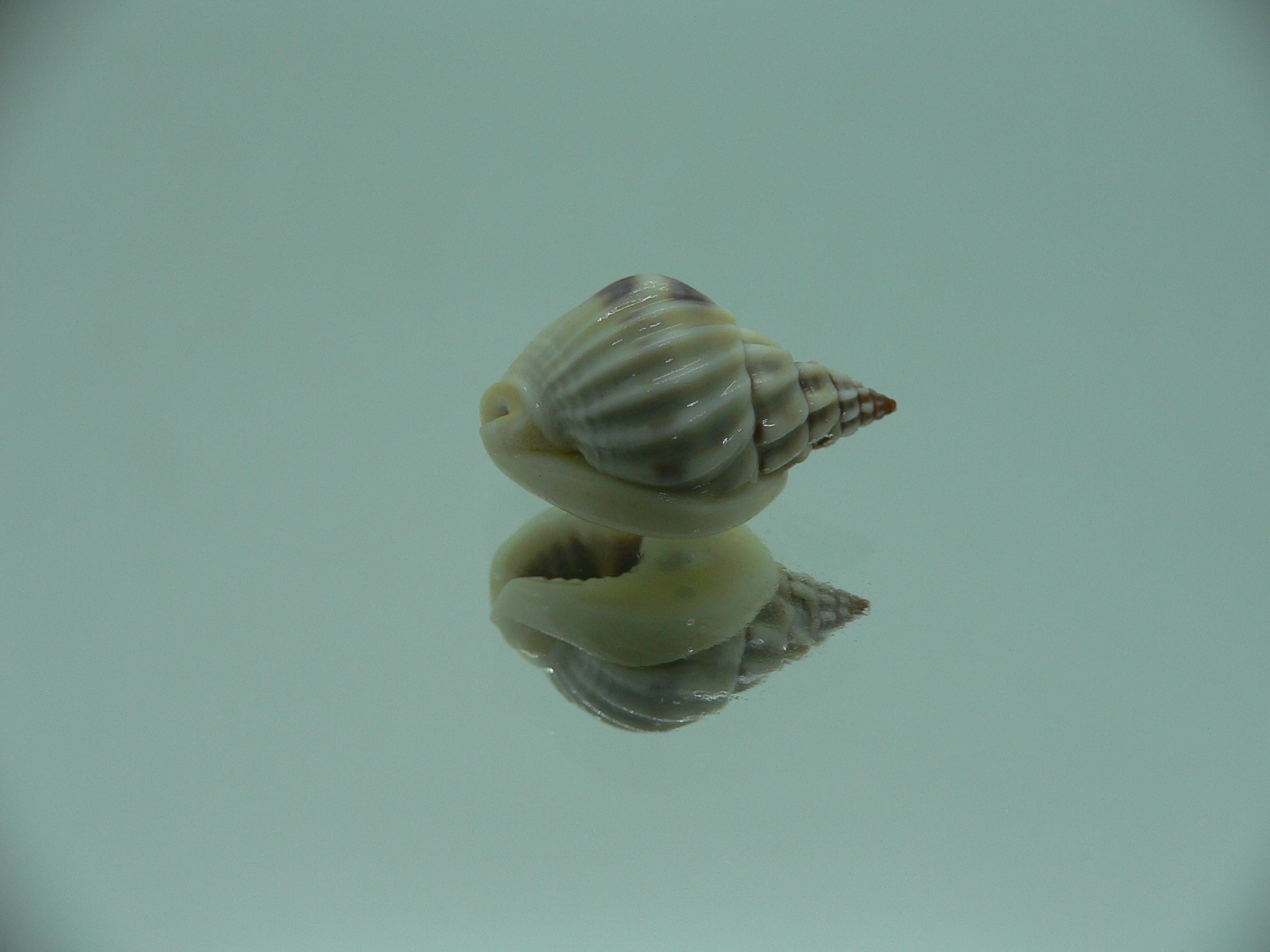 Nassarius pullus SUPER