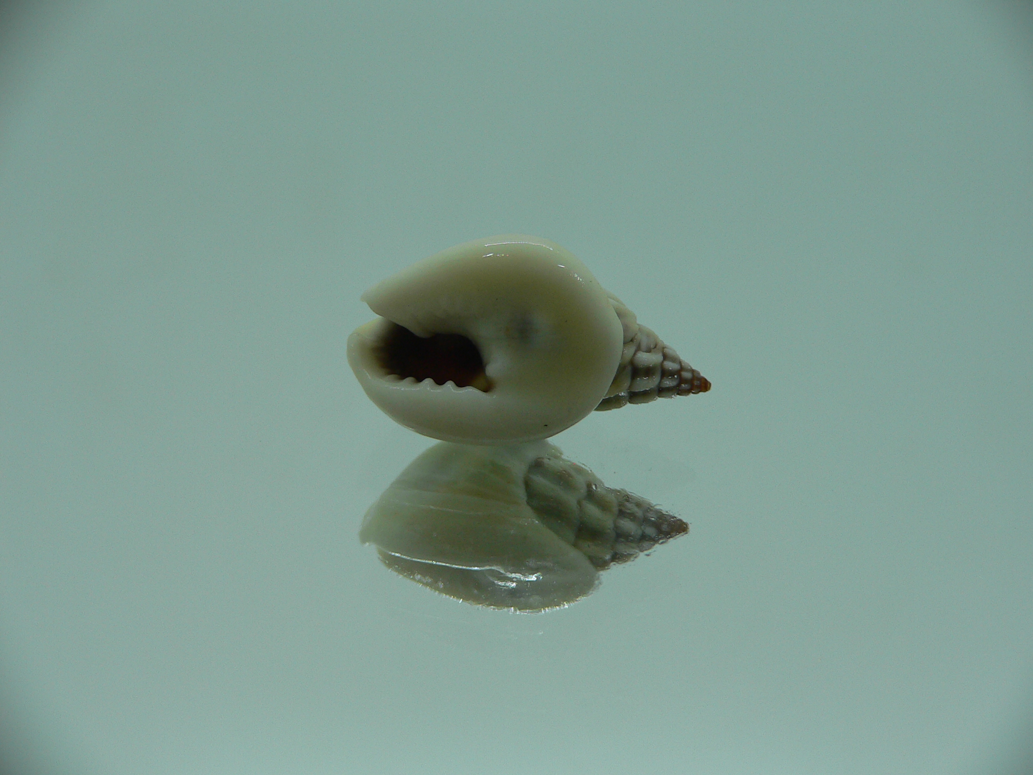 Nassarius pullus SUPER