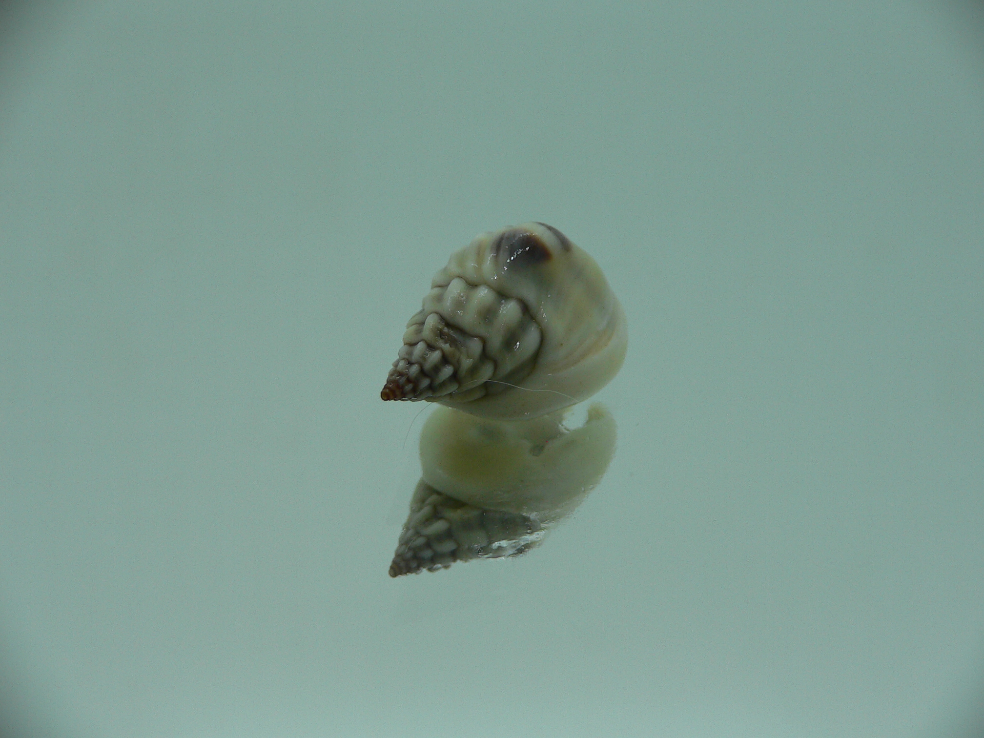 Nassarius pullus SUPER