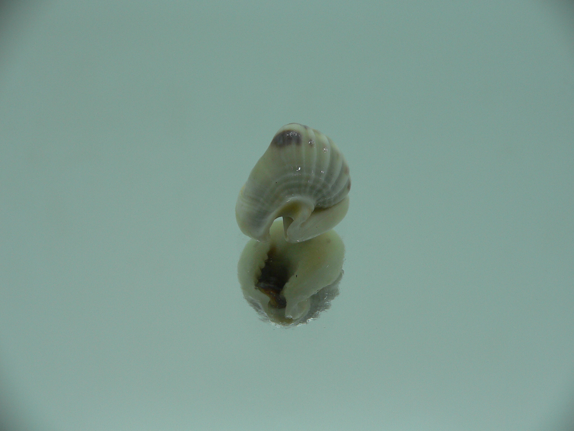 Nassarius pullus SUPER