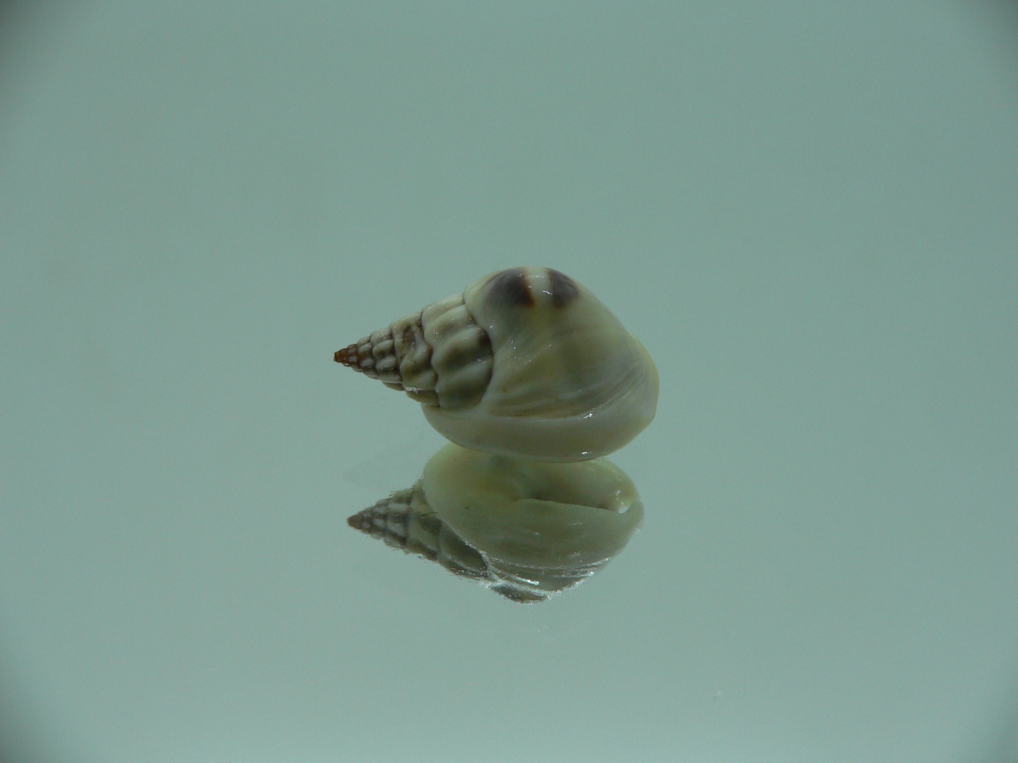 Nassarius pullus SUPER