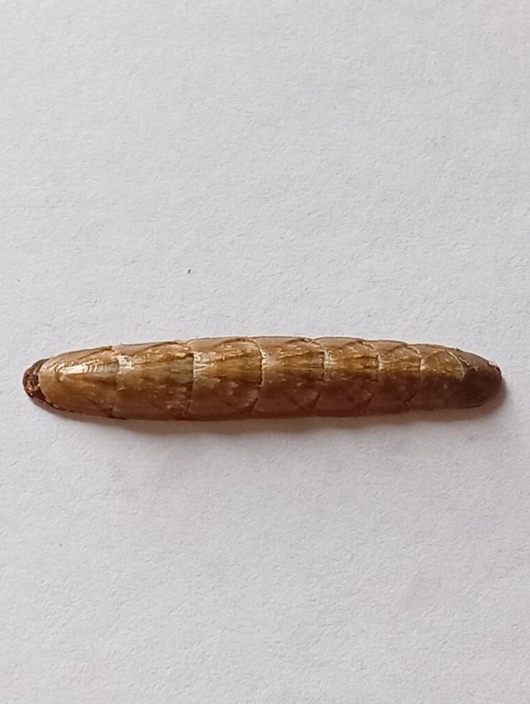 Stenochiton longicymba ENDEMIC 1