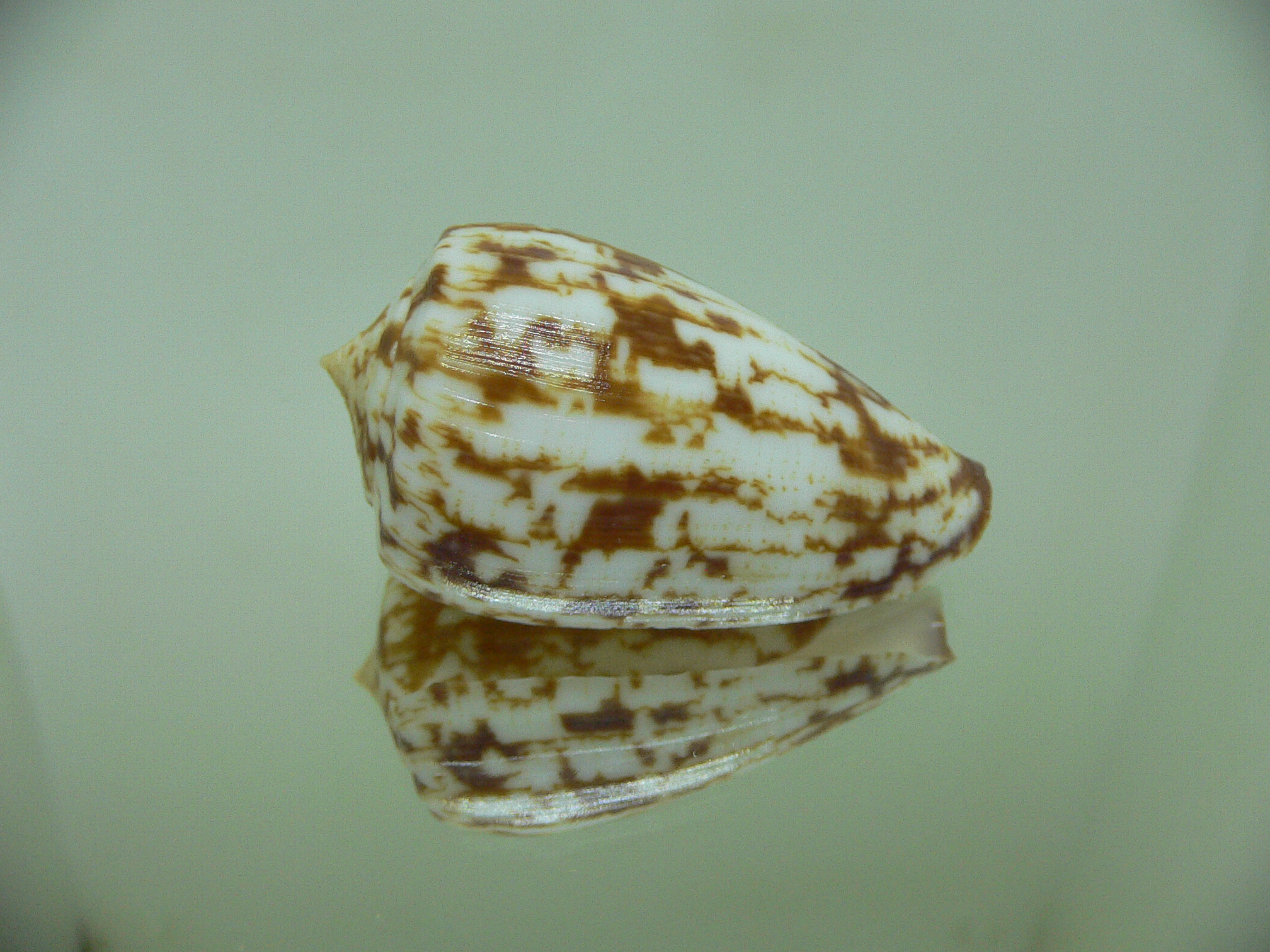 Conus spectrum stillatus (var.) VERY BIG