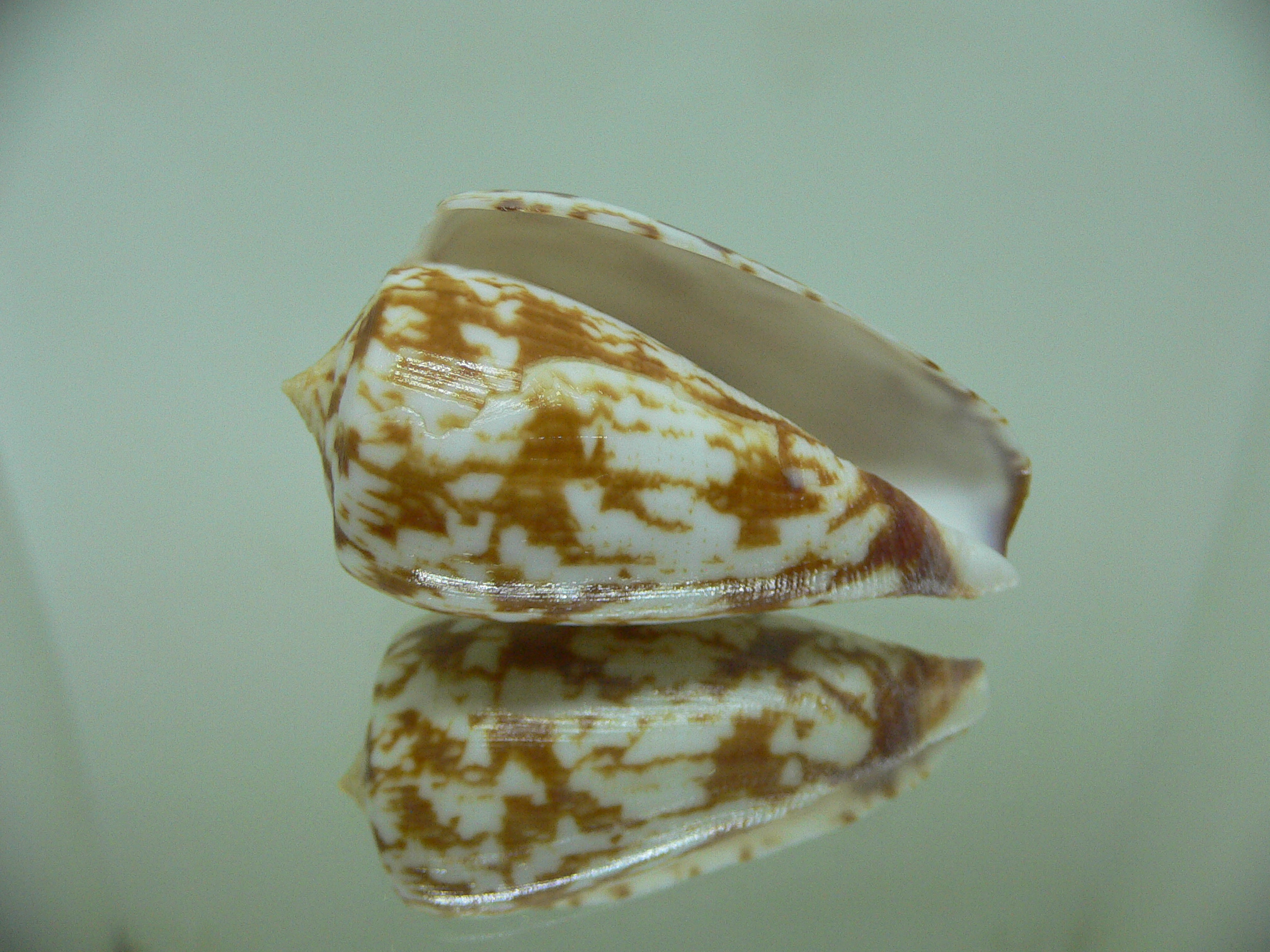 Conus spectrum stillatus (var.) VERY BIG