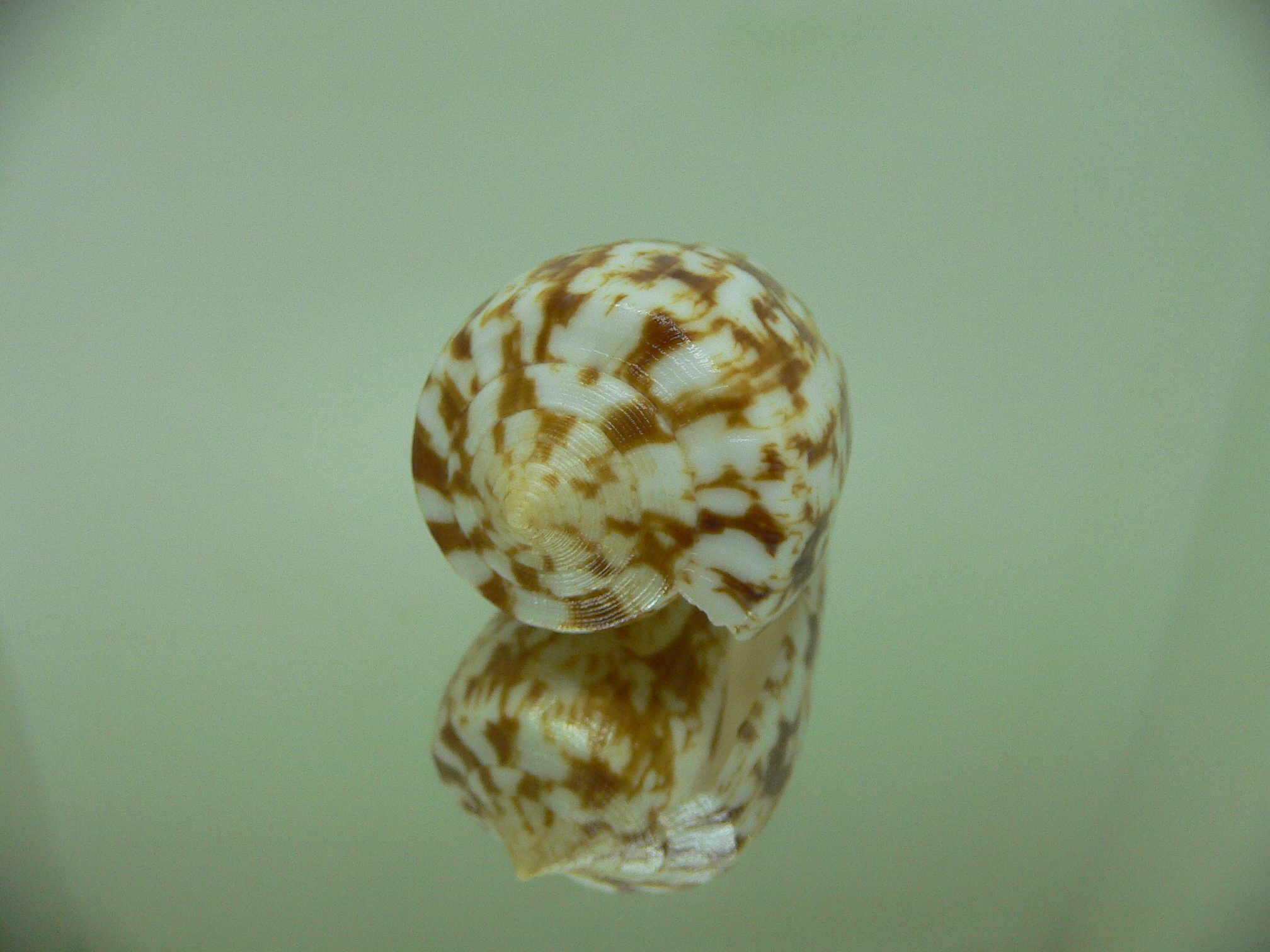 Conus spectrum stillatus (var.) VERY BIG