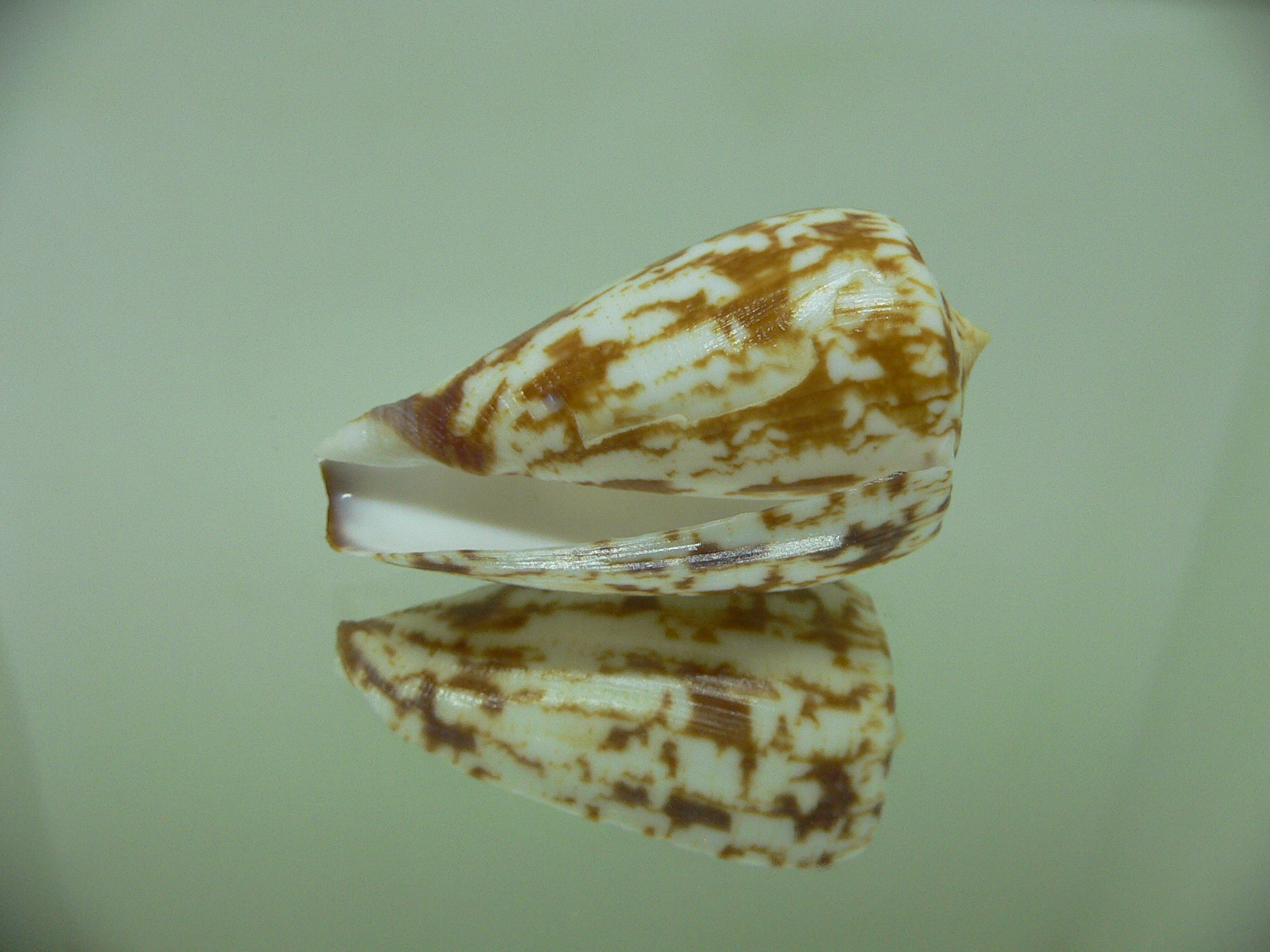 Conus spectrum stillatus (var.) VERY BIG