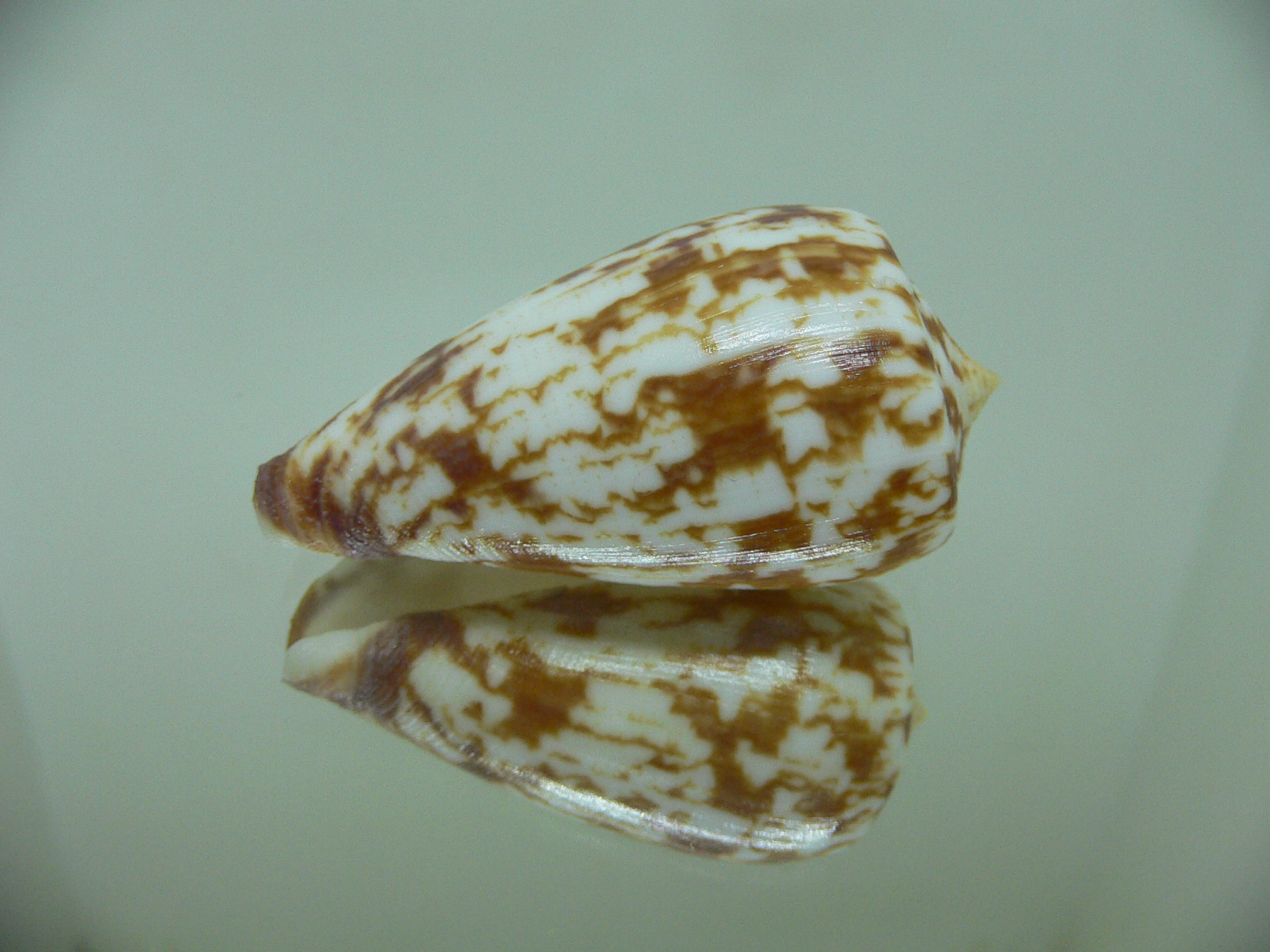 Conus spectrum stillatus (var.) VERY BIG