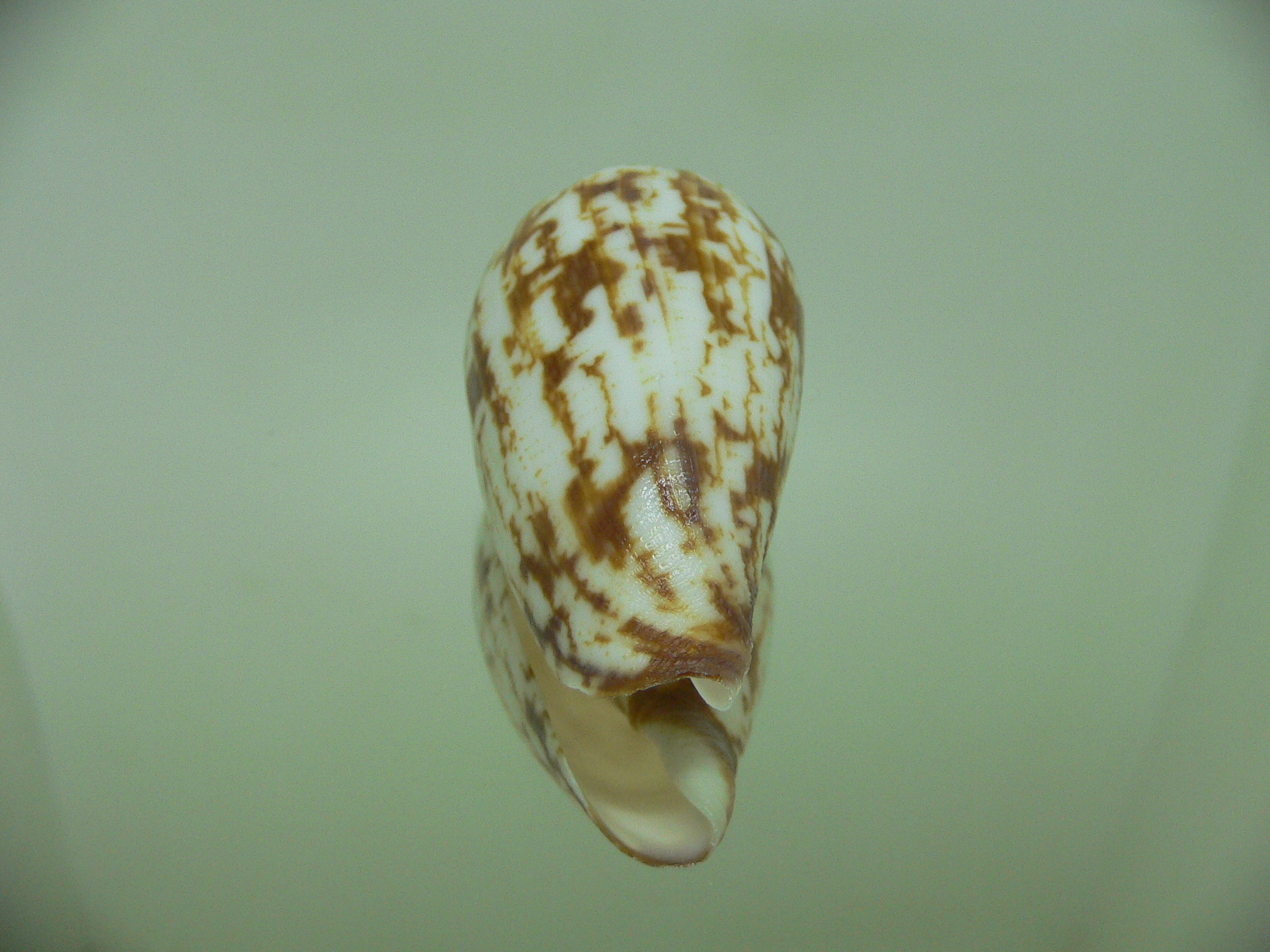 Conus spectrum stillatus (var.) VERY BIG