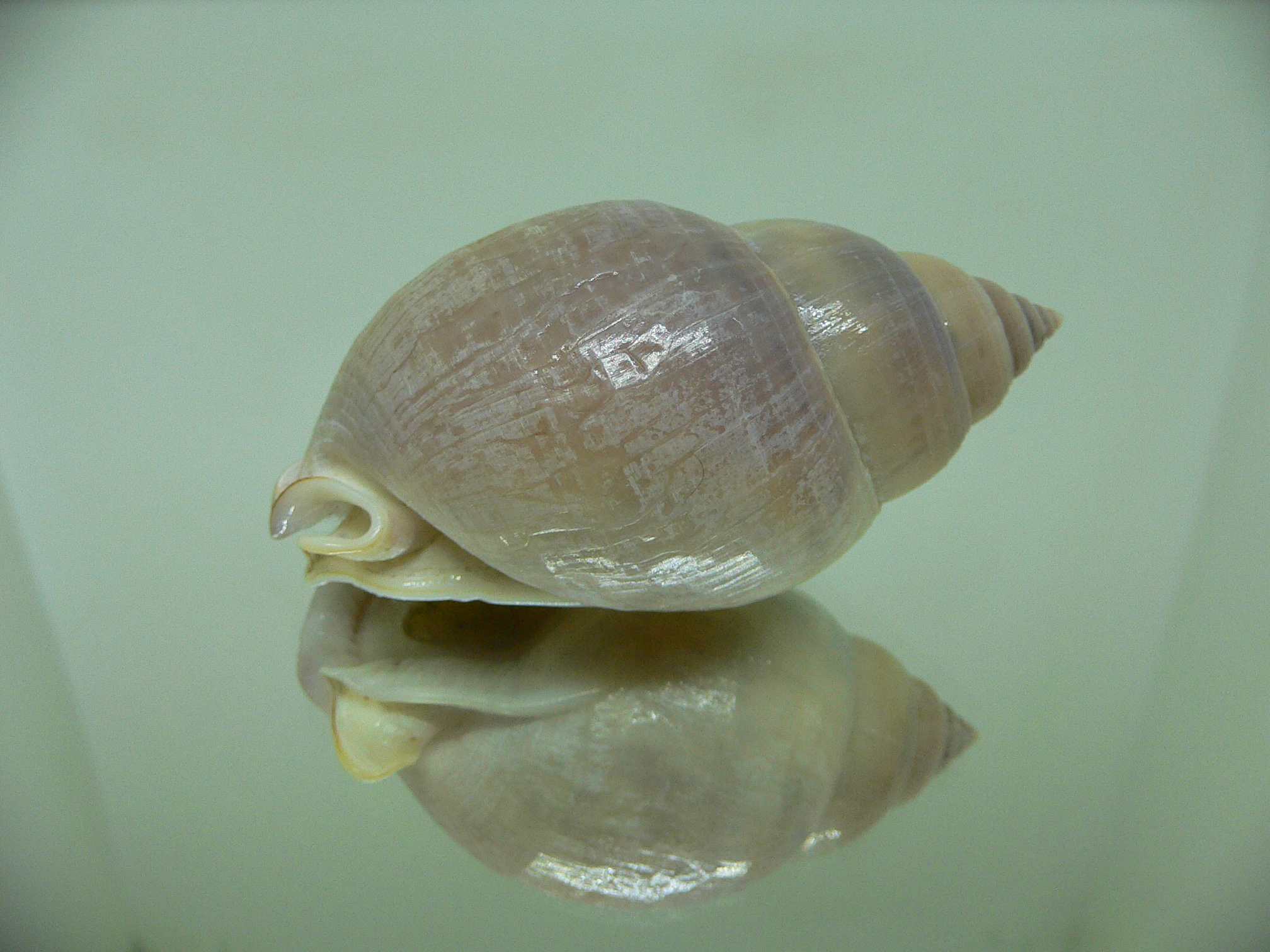 Semicassis bulla GIANT