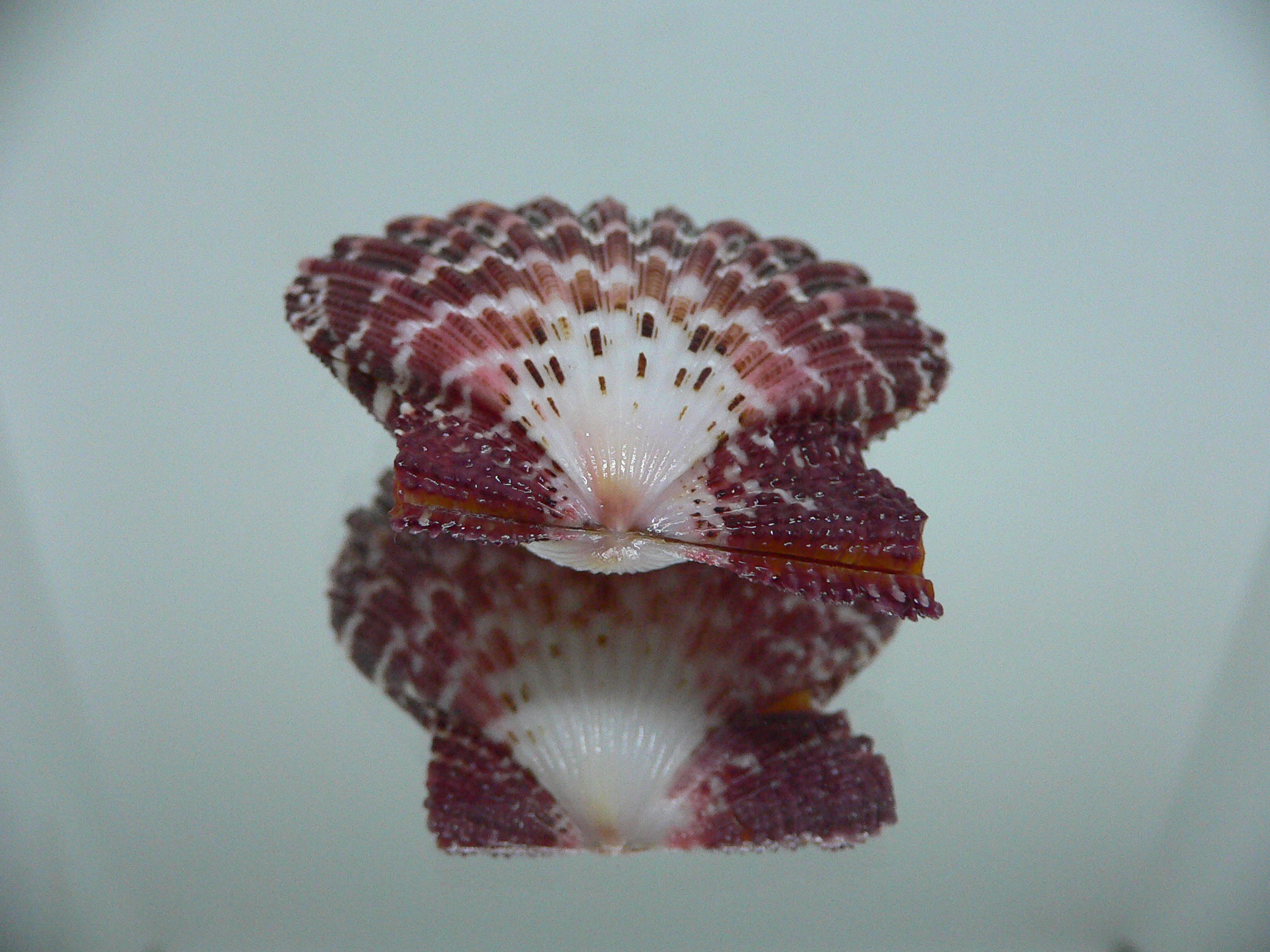 Gloripallium pallium ZIGZAG