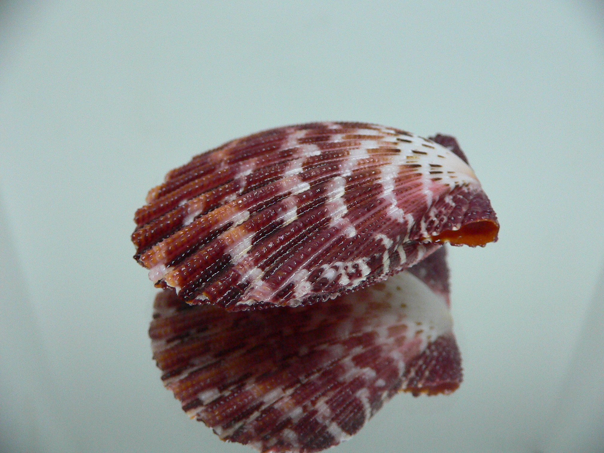 Gloripallium pallium ZIGZAG