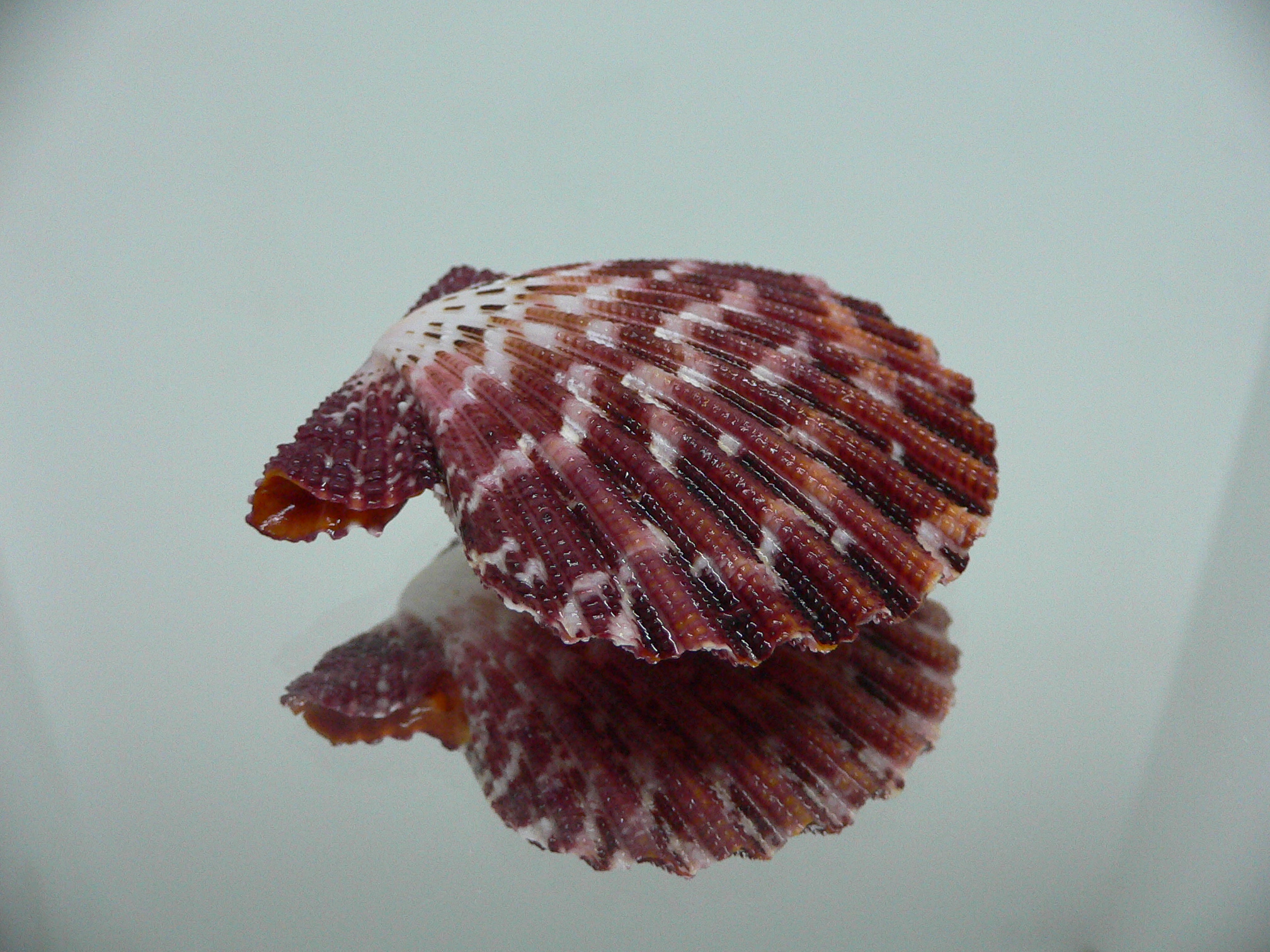 Gloripallium pallium ZIGZAG