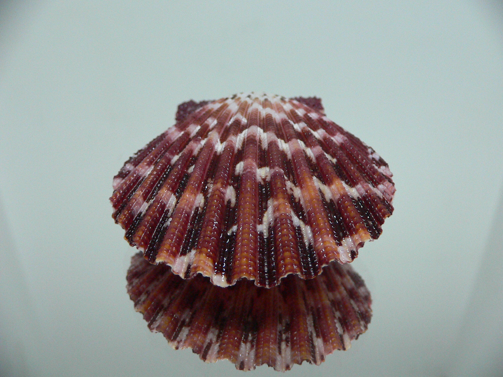 Gloripallium pallium ZIGZAG