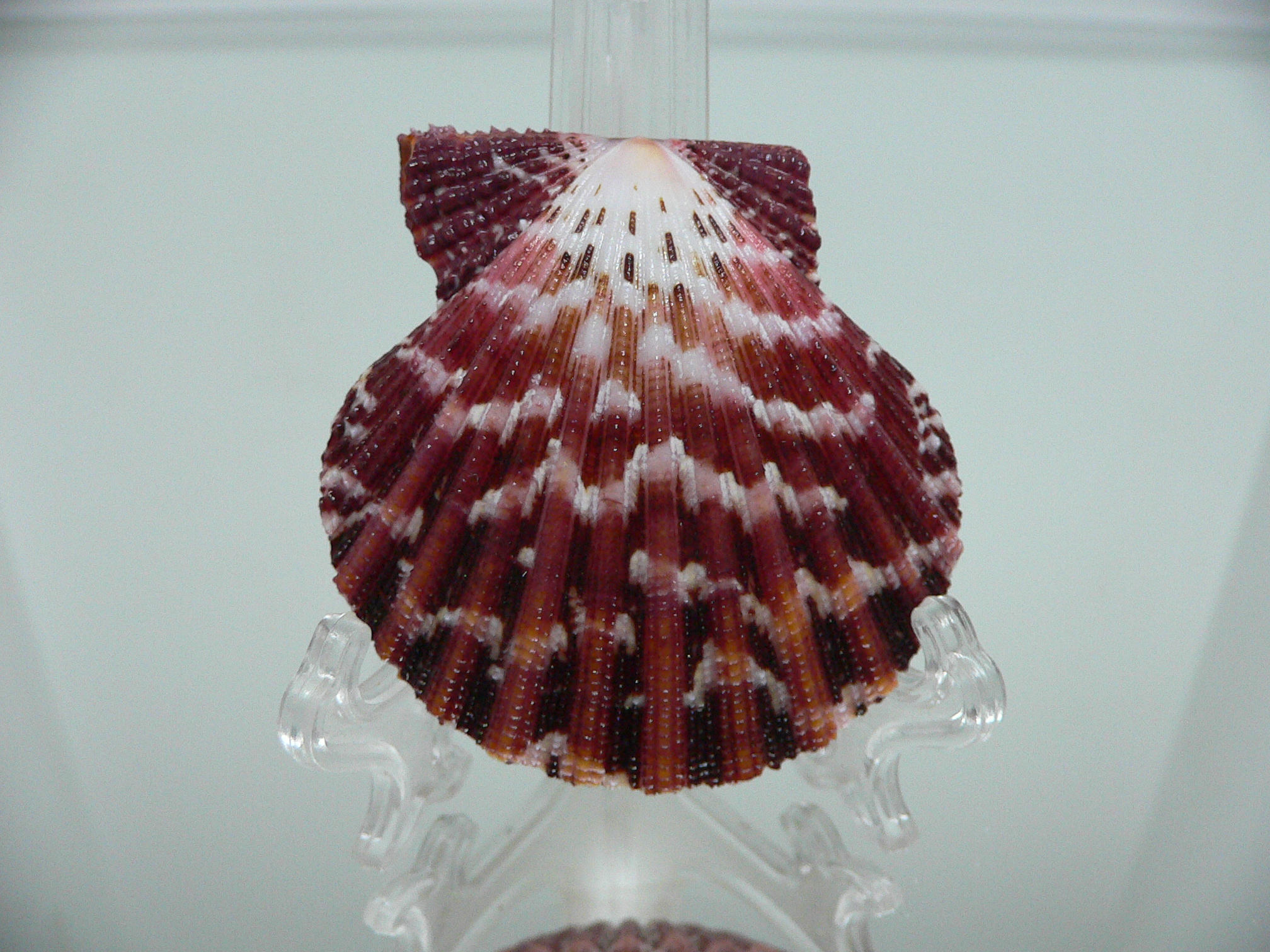 Gloripallium pallium ZIGZAG