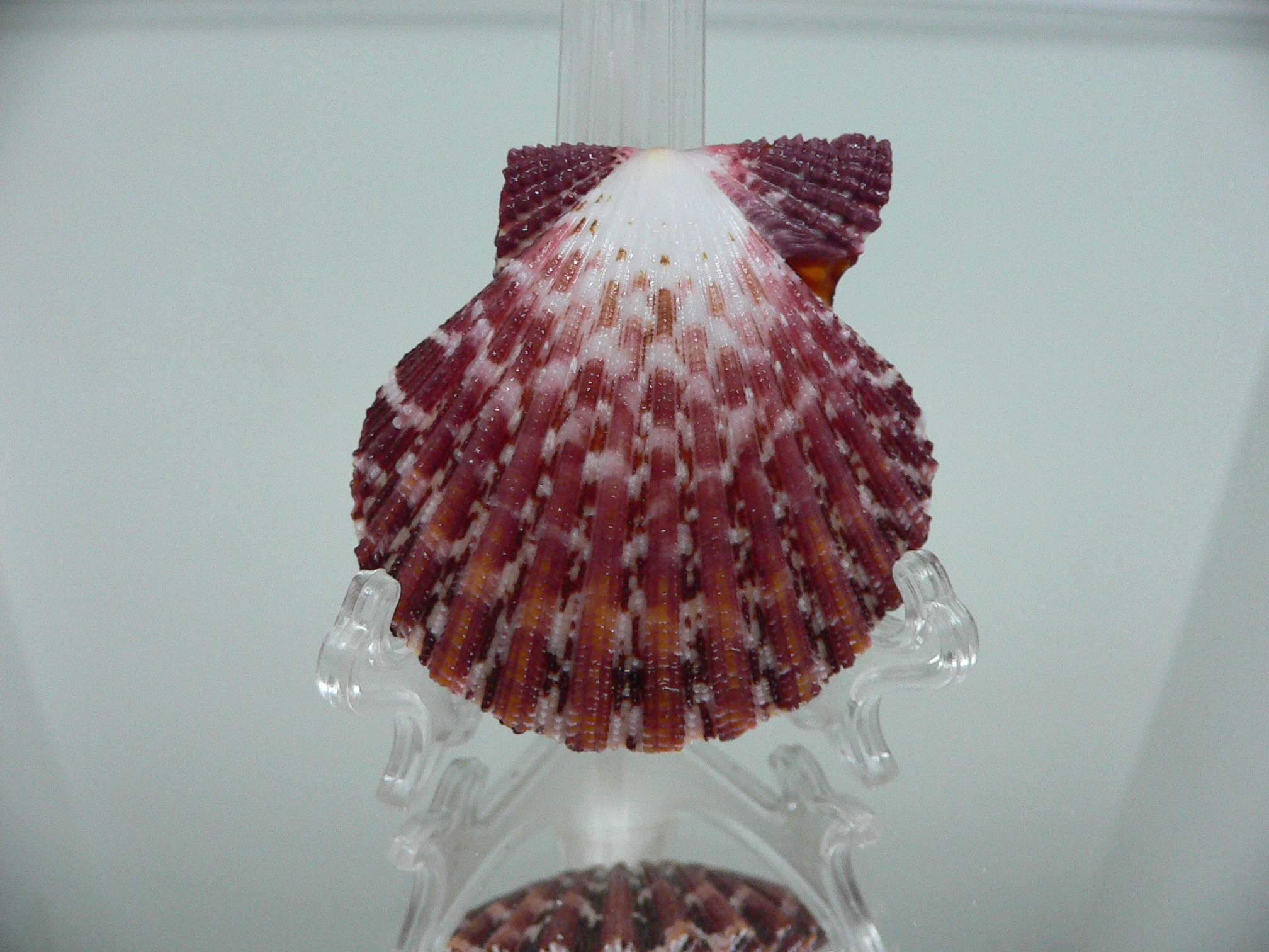 Gloripallium pallium ZIGZAG