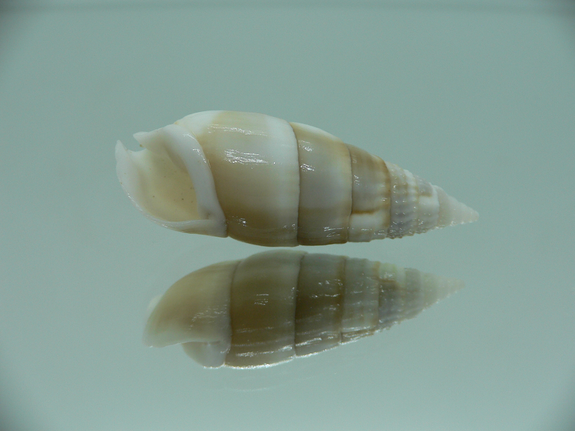 Rhinoclavis vertagus WHITE