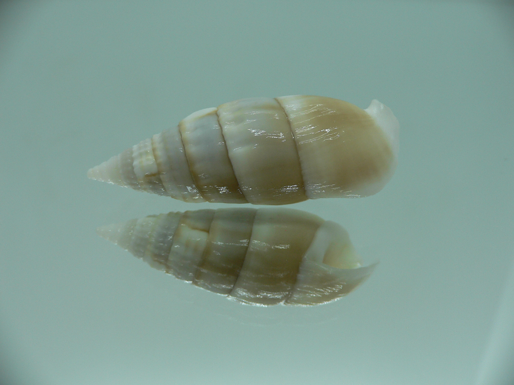 Rhinoclavis vertagus WHITE