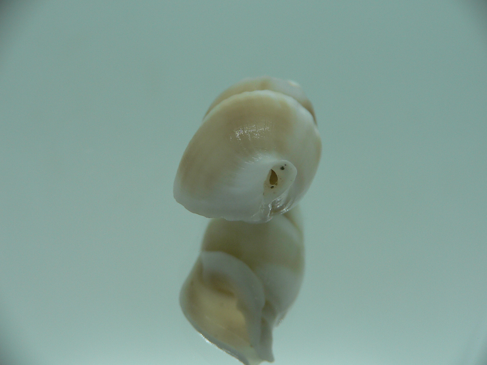 Rhinoclavis vertagus WHITE