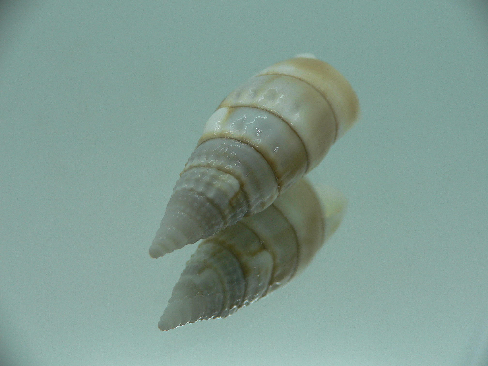 Rhinoclavis vertagus WHITE