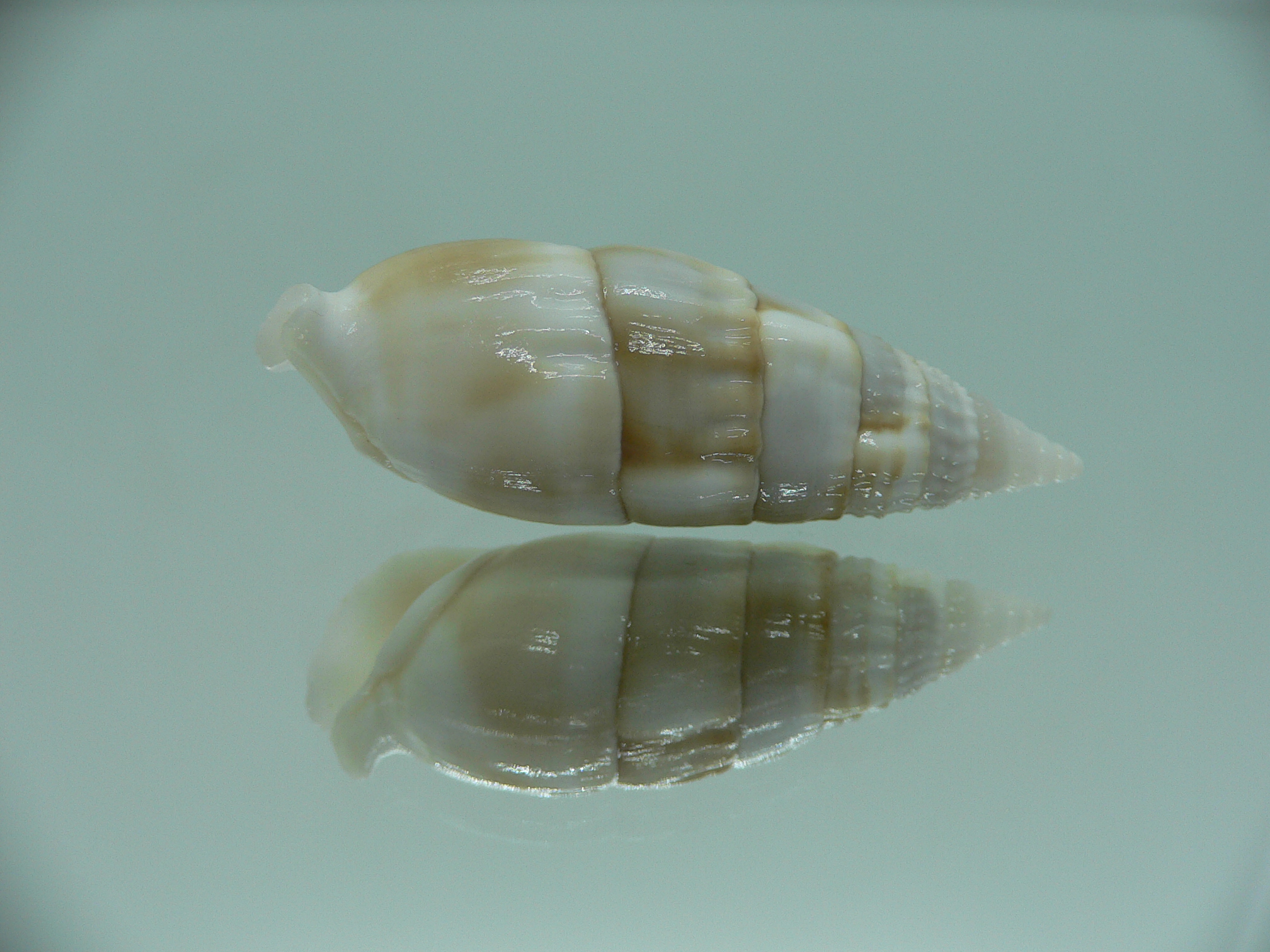 Rhinoclavis vertagus WHITE