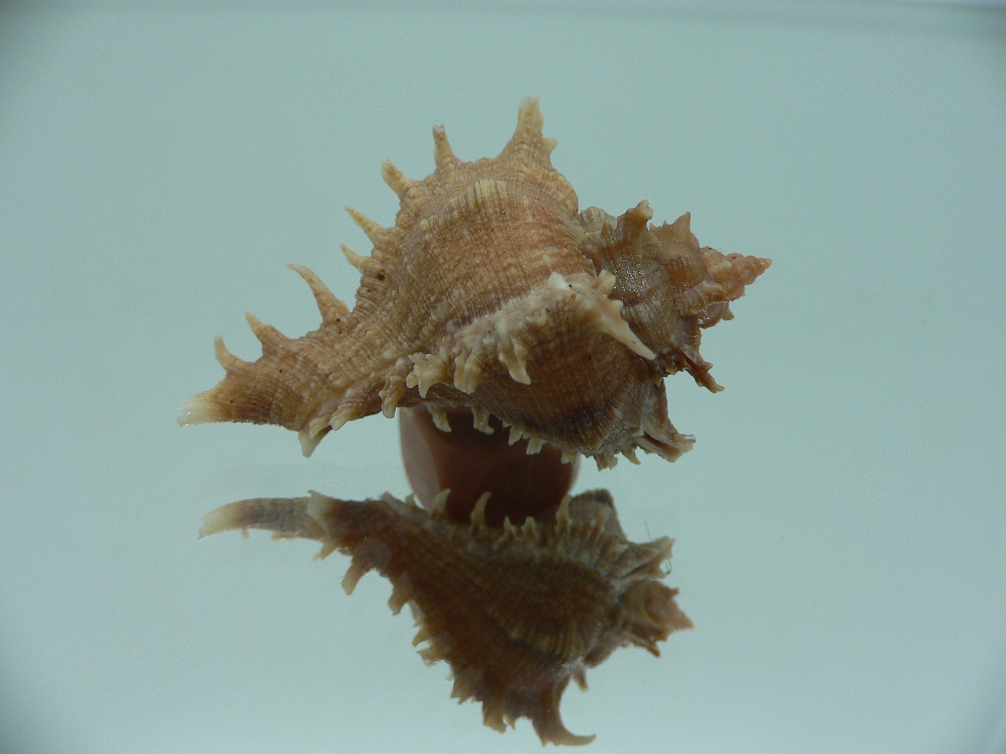 Chicoreus virgineus ponderosus (var.) BROWN DWARF