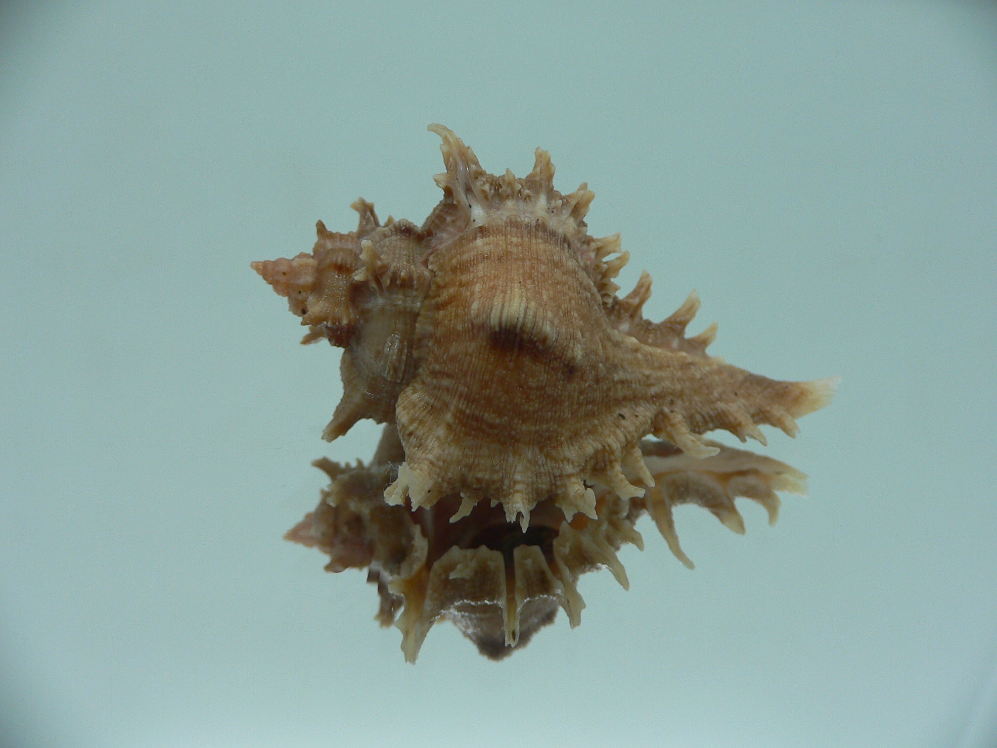 Chicoreus virgineus ponderosus (var.) BROWN DWARF