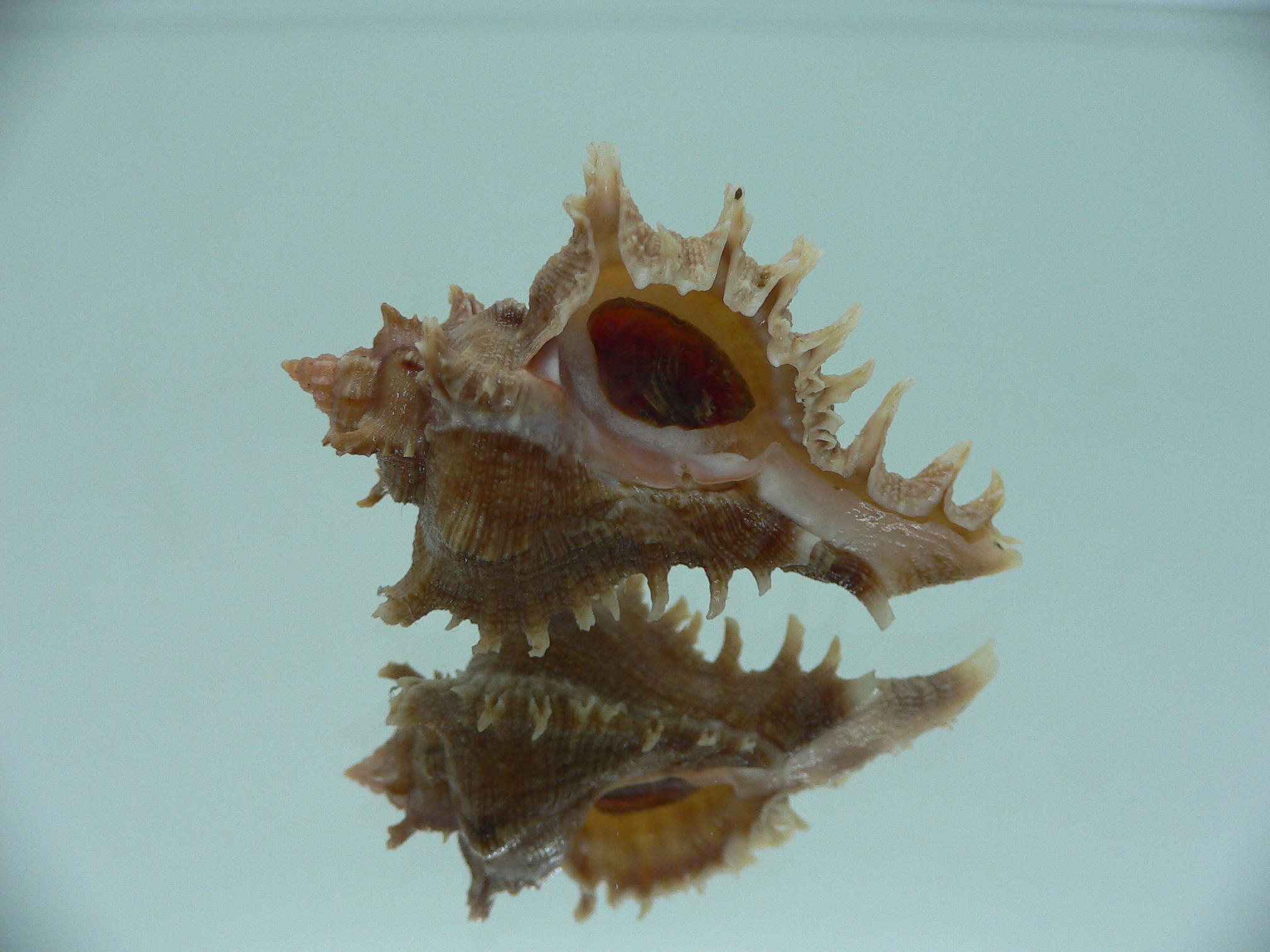 Chicoreus virgineus ponderosus (var.) BROWN DWARF