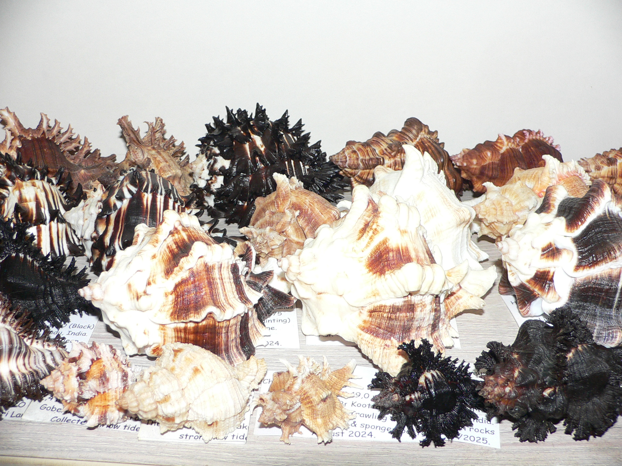 Chicoreus virgineus ponderosus (var.) BROWN DWARF