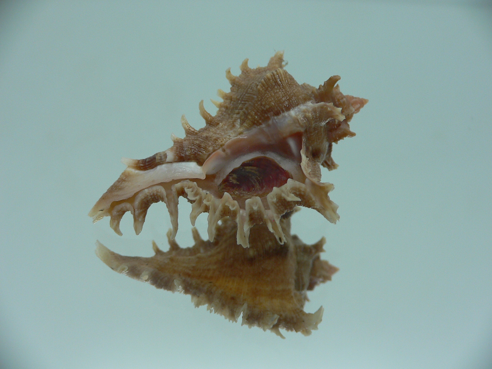 Chicoreus virgineus ponderosus (var.) BROWN DWARF