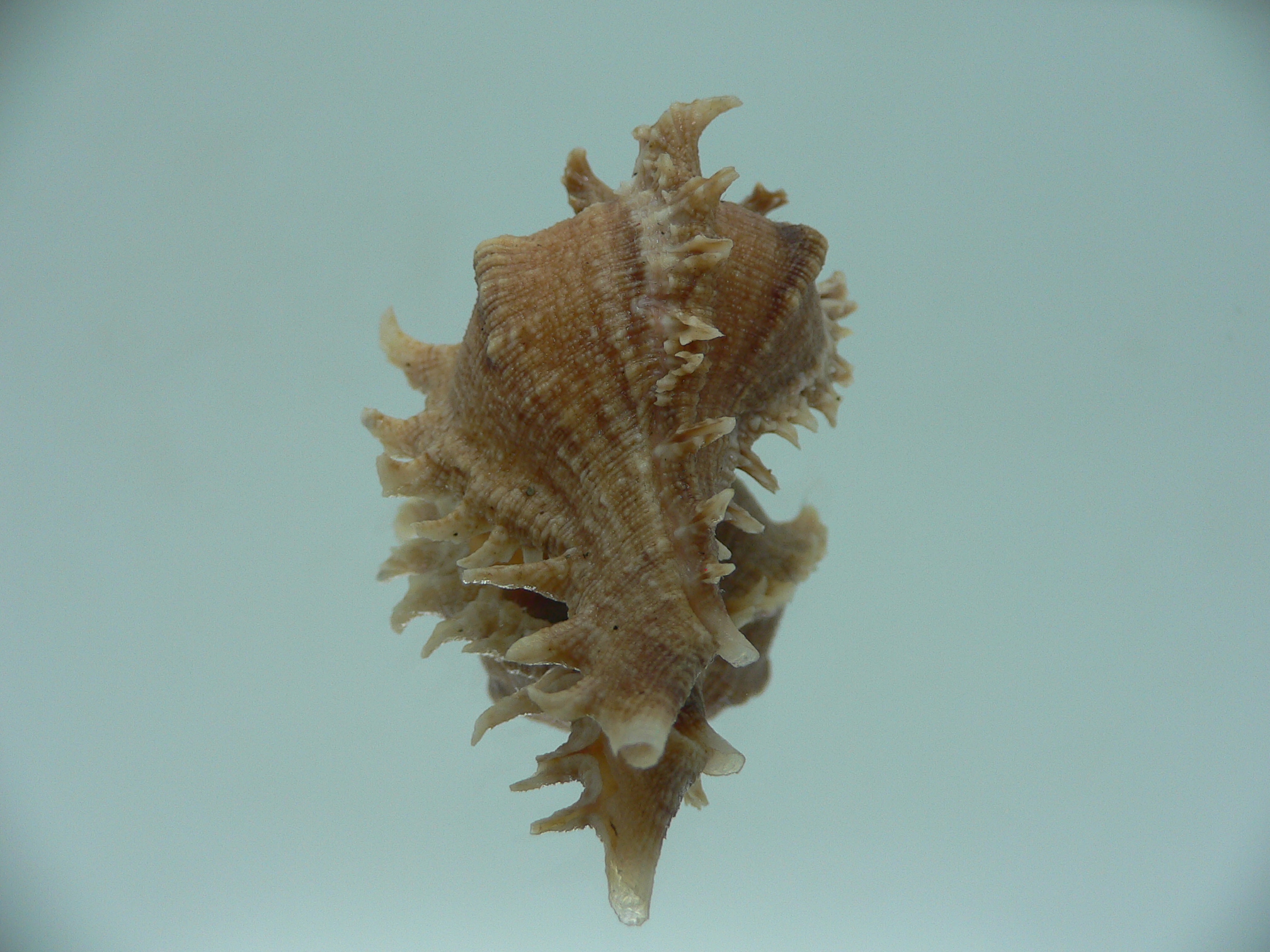 Chicoreus virgineus ponderosus (var.) BROWN DWARF