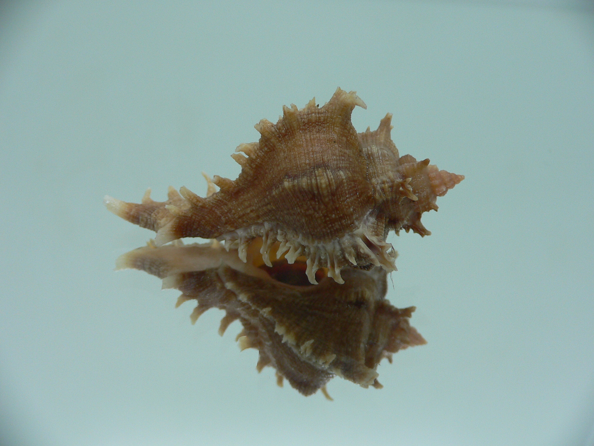 Chicoreus virgineus ponderosus (var.) BROWN DWARF